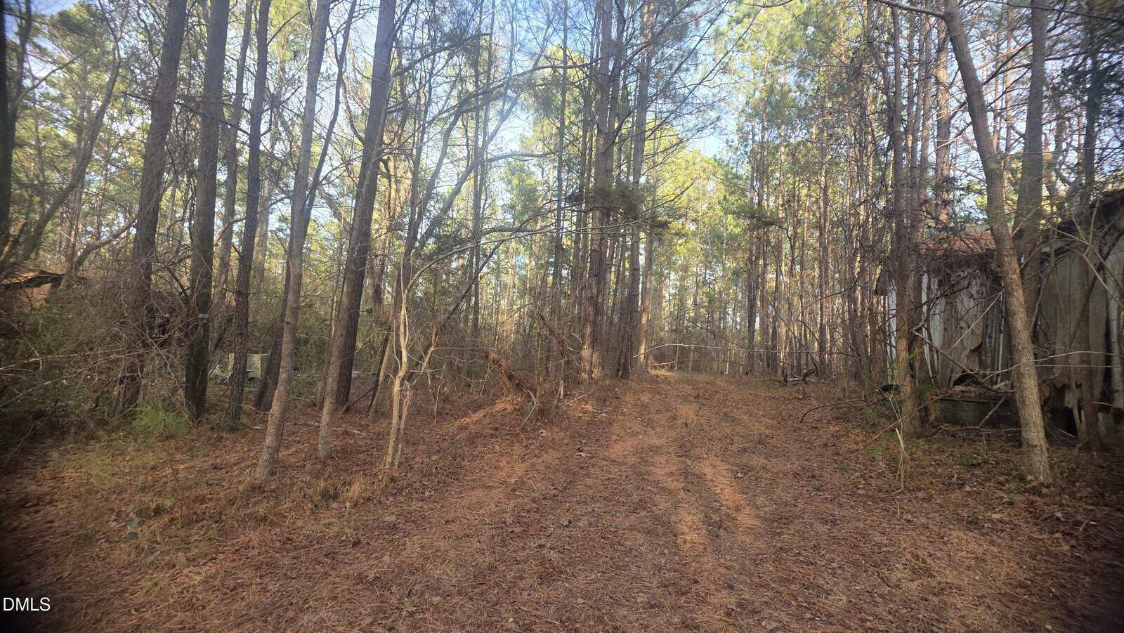 A dirt path runs through a forested area with tall pine trees and scattered underbrush. Sunlight filters through the branches. An old wooden structure is partially visible on the right side.