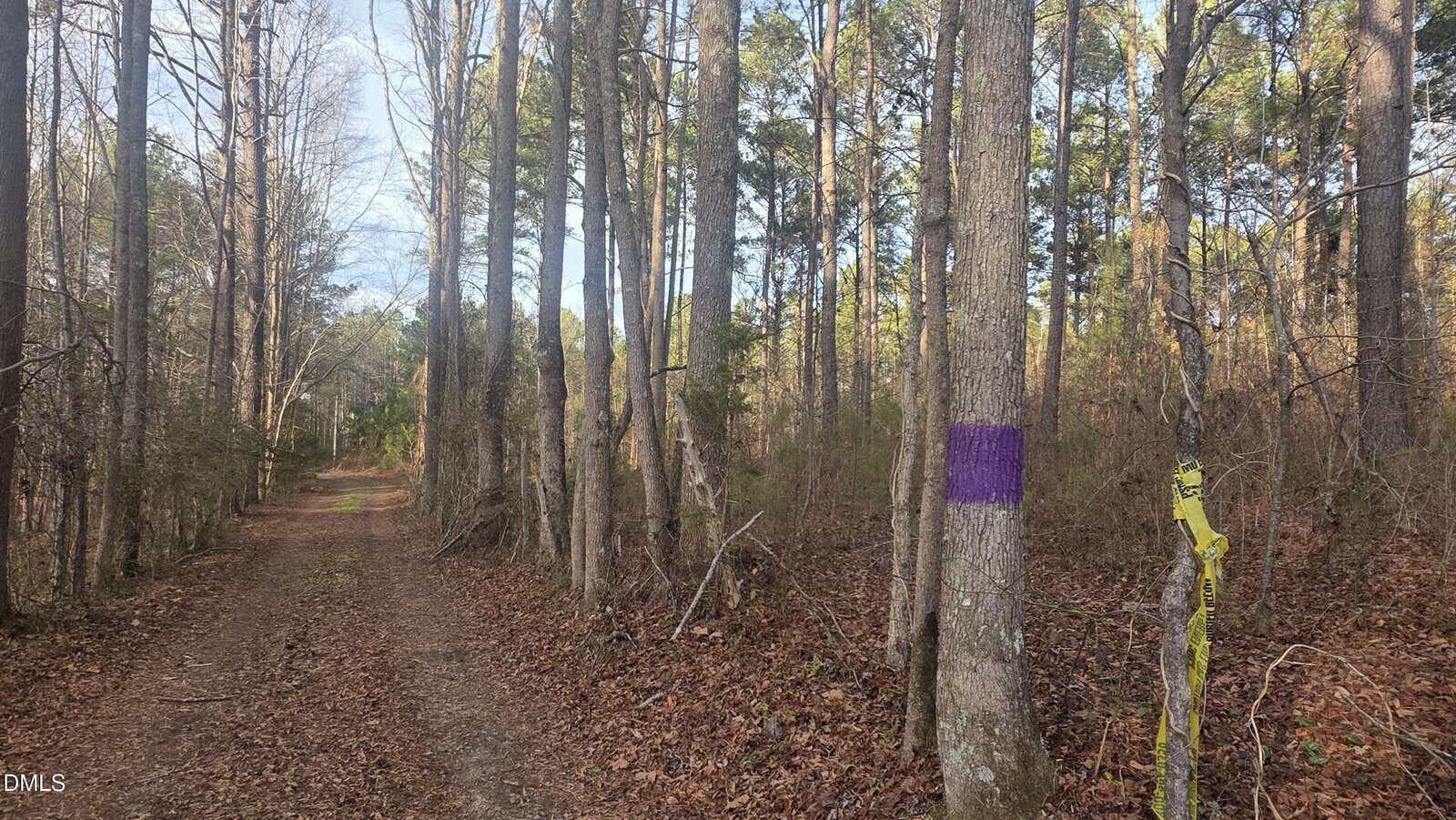 A dirt path runs through a forest with tall trees. One tree in the foreground has a purple mark, and yellow caution tape is tied around it. The ground is covered with fallen leaves.