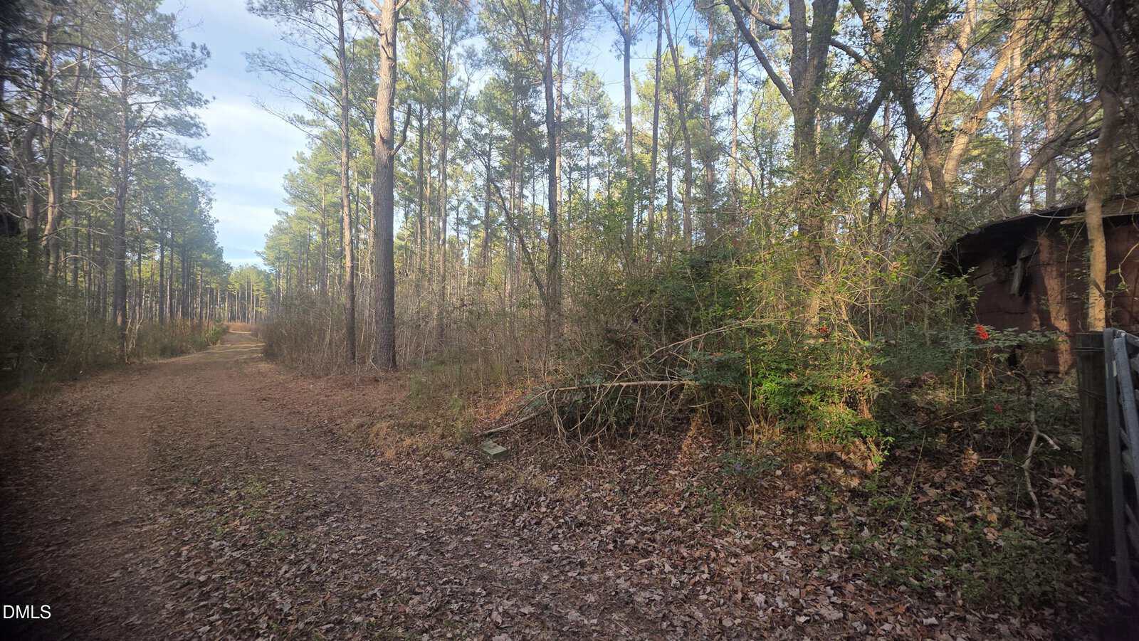 A dirt path runs through a forest with tall trees and leaf litter on the ground; dense green vegetation and part of a weathered wooden structure are visible on the right side.