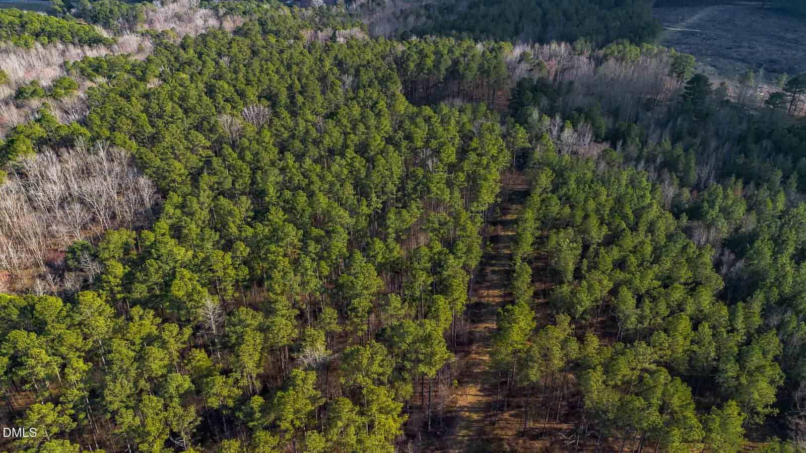 Aerial view of a dense forest with mostly green pine trees, a narrow path cutting through the trees, and some leafless trees on the left.