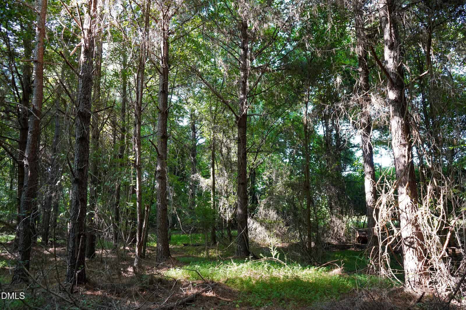 Sunlight filters through tall trees in a dense forest with sparse undergrowth and scattered fallen branches. The forest floor is partially covered in green plants and brown pine needles.