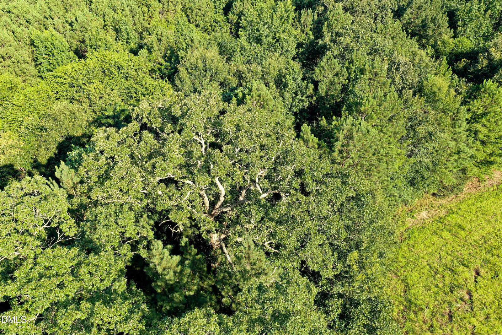 Aerial view of a dense forest with a large, leafy tree standing out in the center, surrounded by various shades of green foliage and a small grassy clearing on the right.