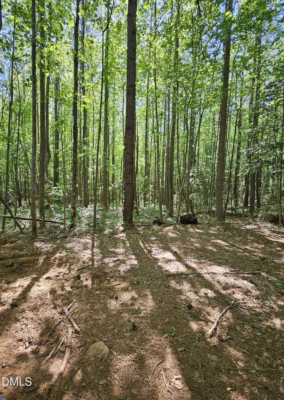 A forest with tall, thin trees and a mix of sun and shade on the forest floor. The ground is covered in dry leaves, pine needles, and scattered sticks. Green foliage fills the background under bright daylight.