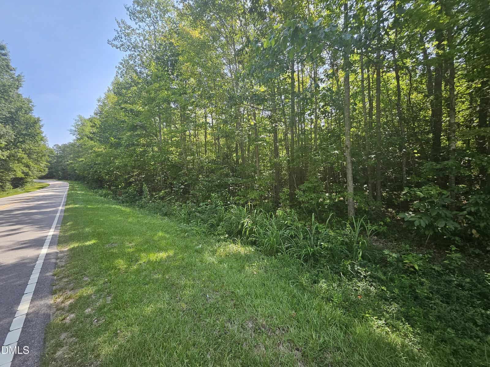 A two-lane road runs alongside a grassy shoulder and a dense forest of tall, leafy green trees under a clear blue sky. Sunlight filters through the branches on the right side.