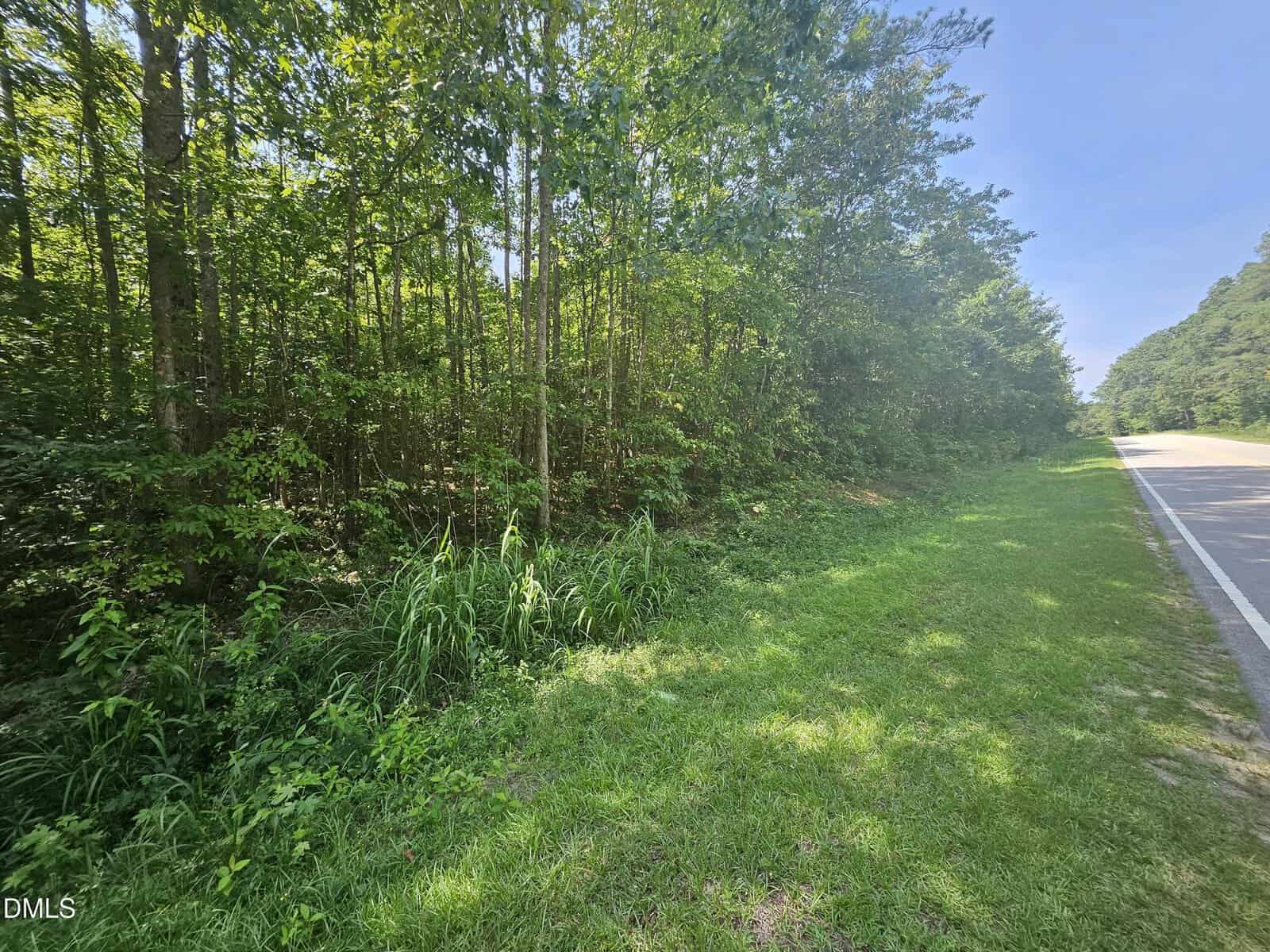 A paved road runs alongside a dense, green forest with tall trees and thick underbrush. The sky is clear and blue, and sunlight casts shadows on the grassy roadside.