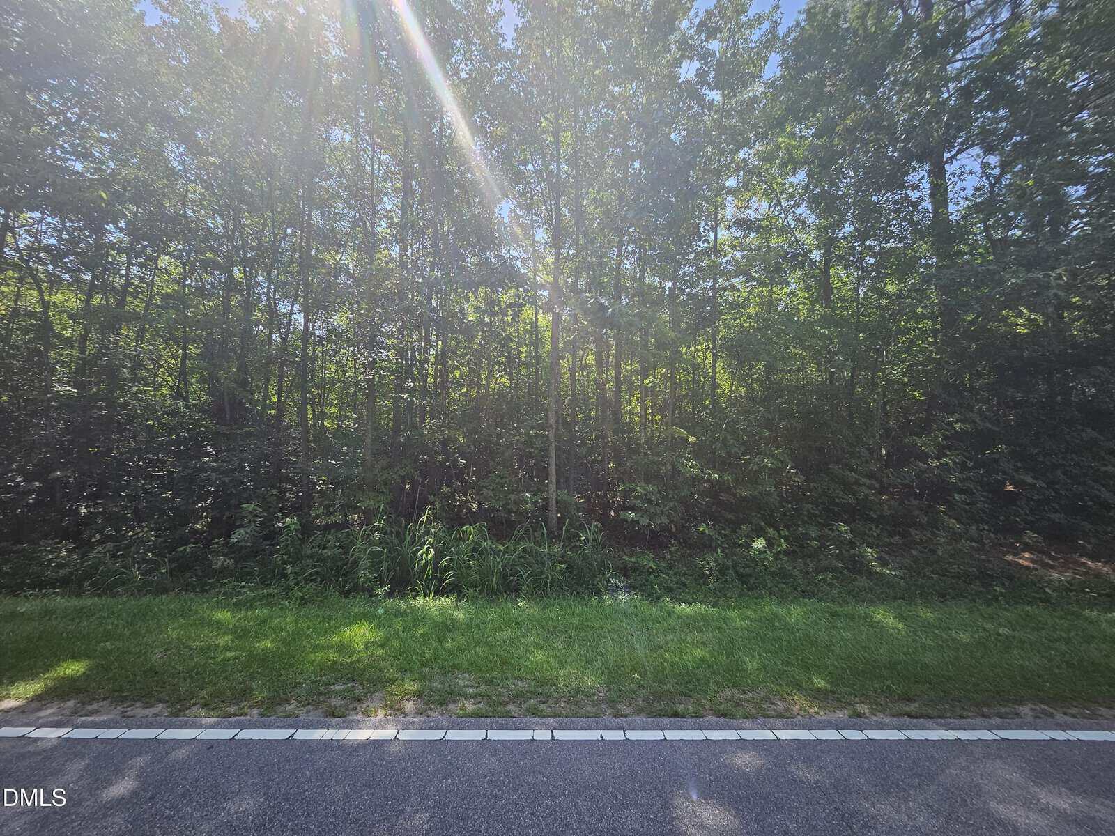 A sunlit forest with dense green trees lines the edge of a quiet road. Sunlight streams through the leaves, casting soft light on grass and bushes by the roadside.