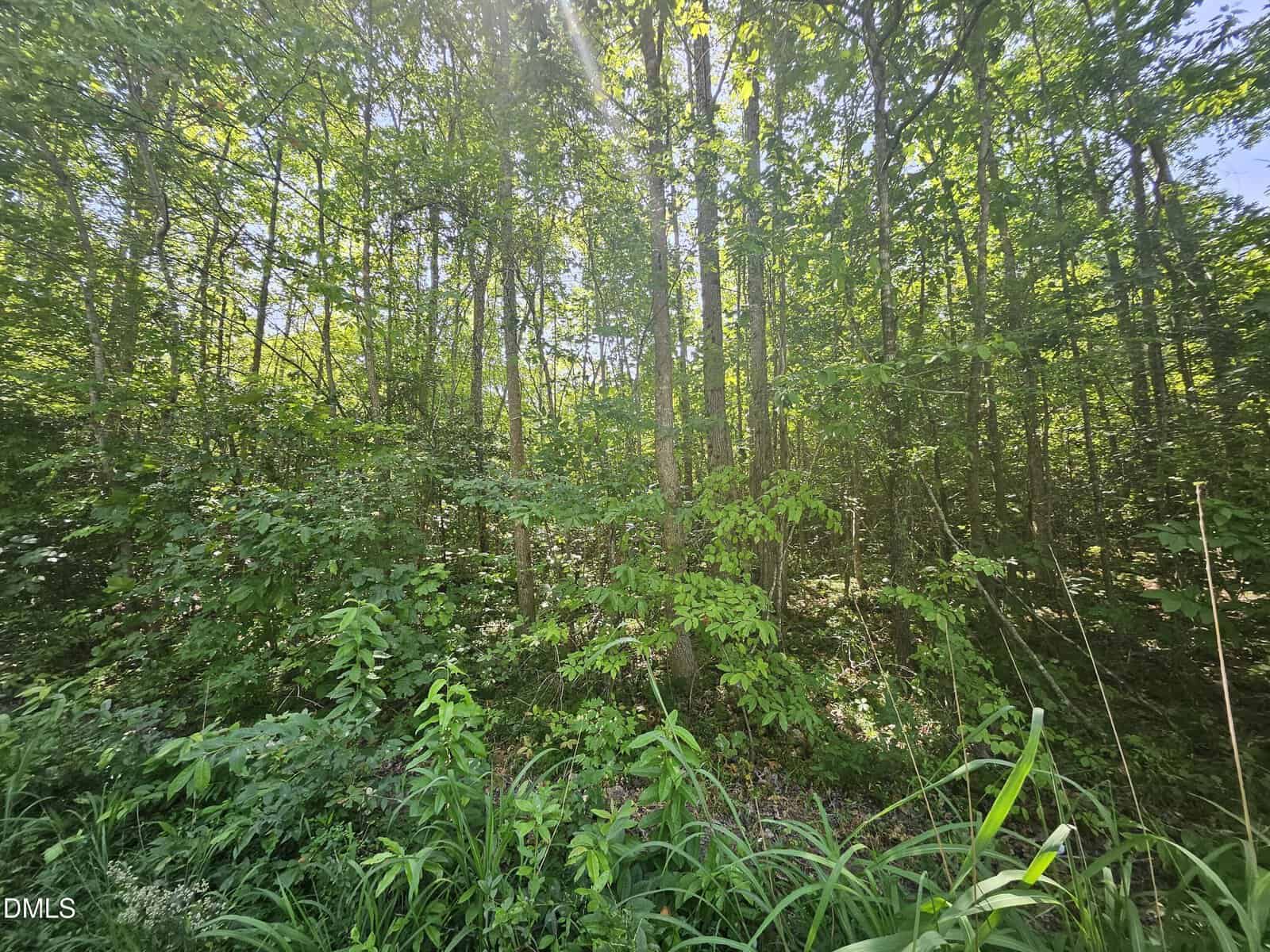 Sunlight filters through dense green foliage in a forest, with tall trees, thick underbrush, and leafy ground plants filling the scene.