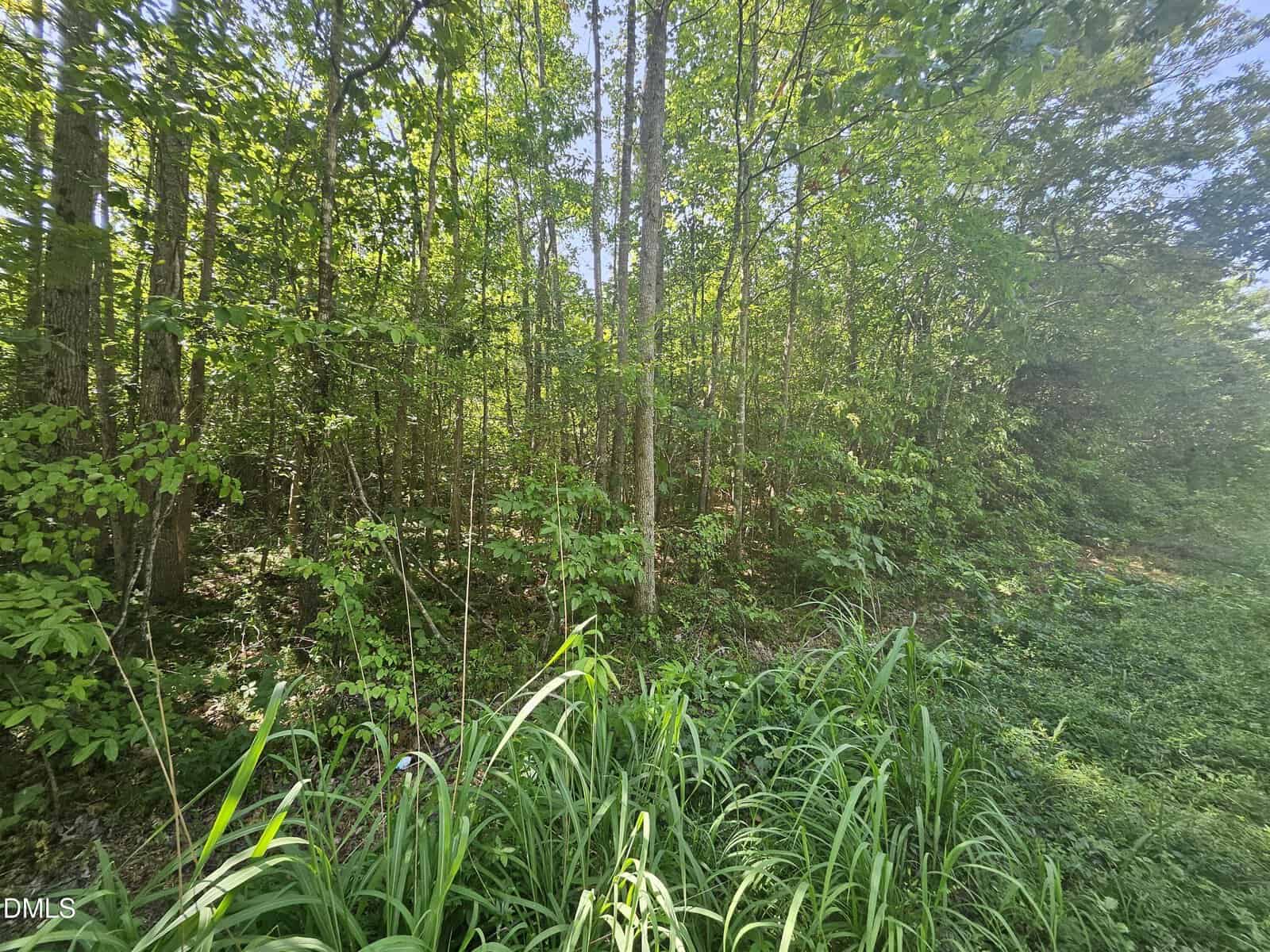 Dense green forest with tall trees and undergrowth, sunlight filtering through the leaves, and tall grass in the foreground. The setting appears natural and peaceful.