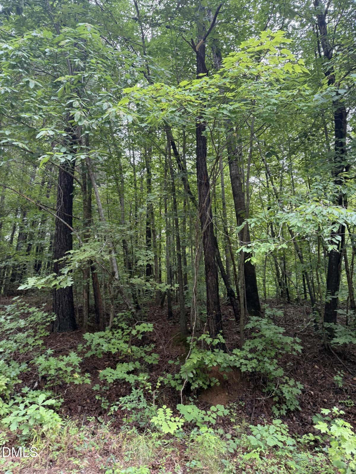 A dense forest scene near Franklinton unfolds with tall, thin trees and abundant green foliage. The forest floor at Lot 12 Frazier Lane is covered with leafy plants and brown soil, while sunlight filters gently through the tree canopy above.
