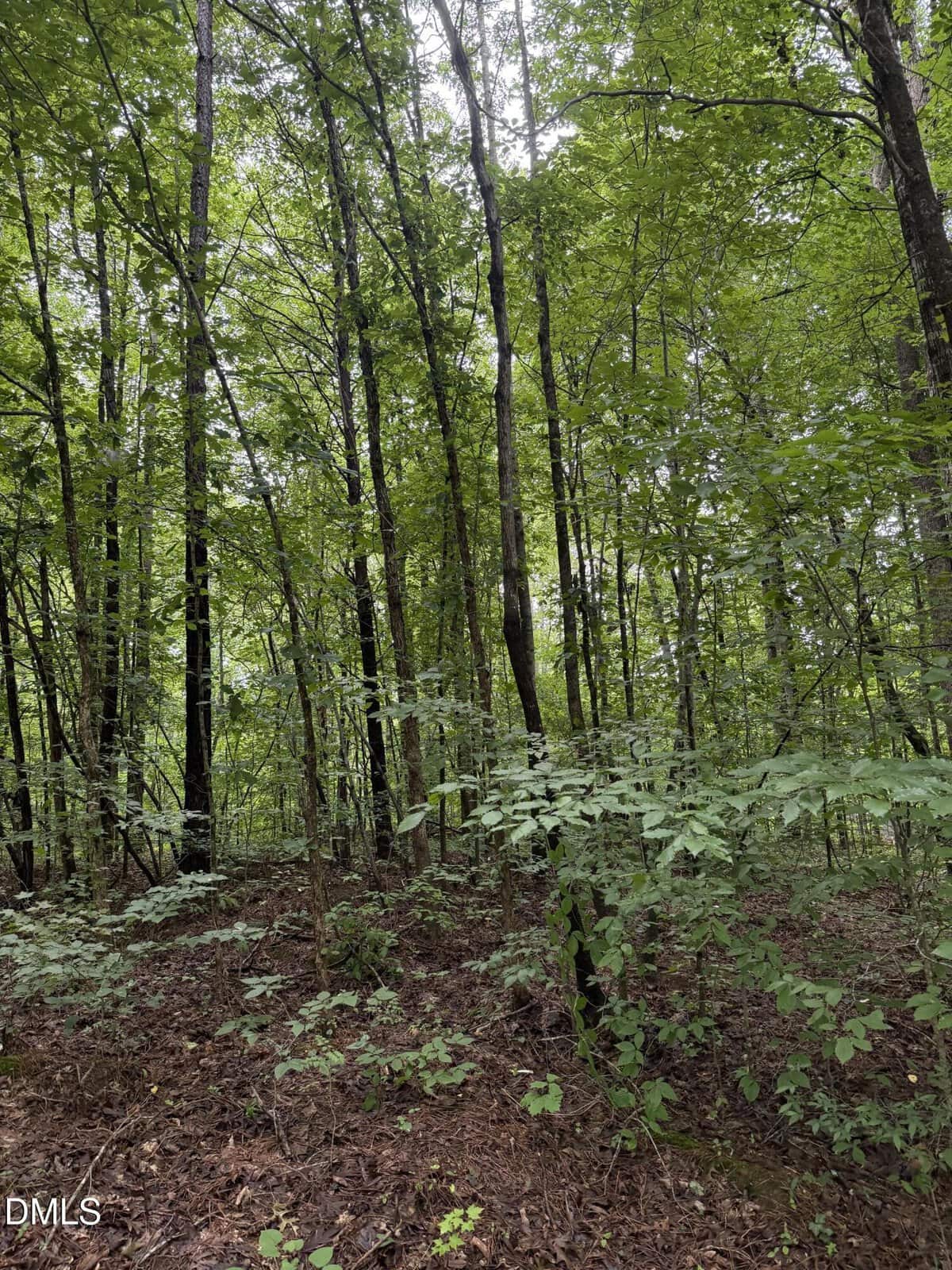 A dense forest scene with tall trees, green foliage, and a ground covered in brown leaves and plants. Sunlight filters through the leafy canopy overhead.