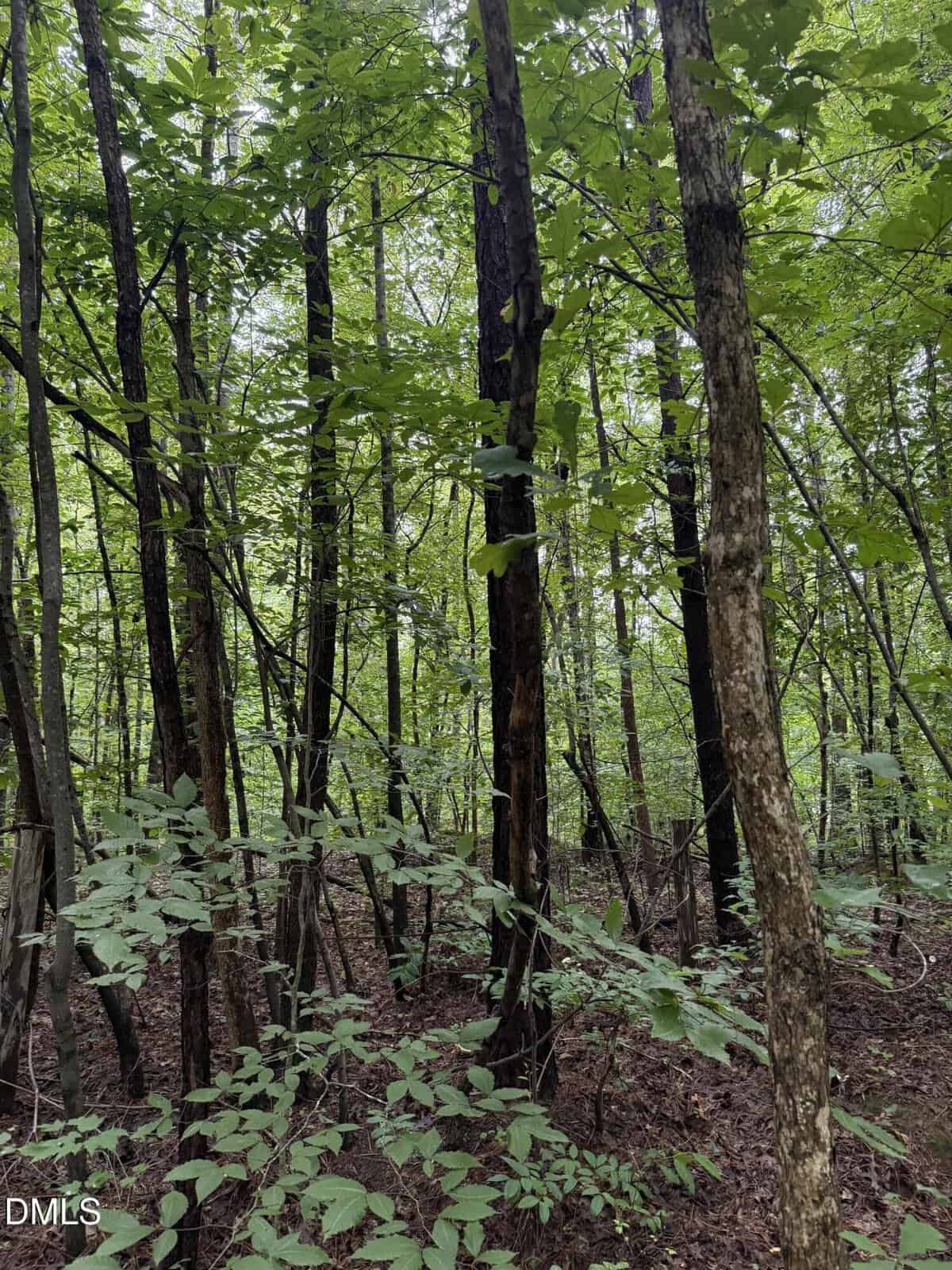 A dense forest scene with tall, thin trees, green leafy branches, and undergrowth. The forest floor is covered in brown leaves and the light filters through the foliage.