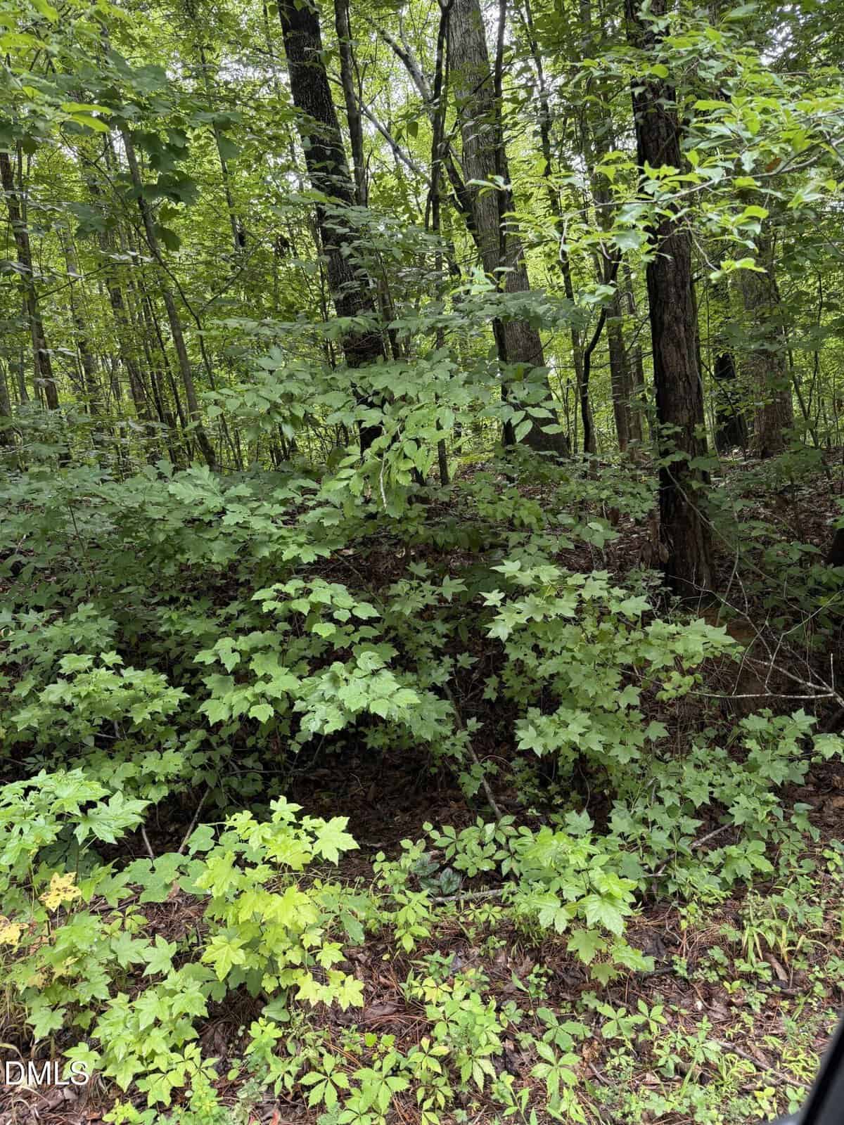Dense forest scene with various green trees, shrubs, and ground plants. The forest floor is covered in leaves and foliage, and light filters through the leafy canopy above. No people or animals are visible.
