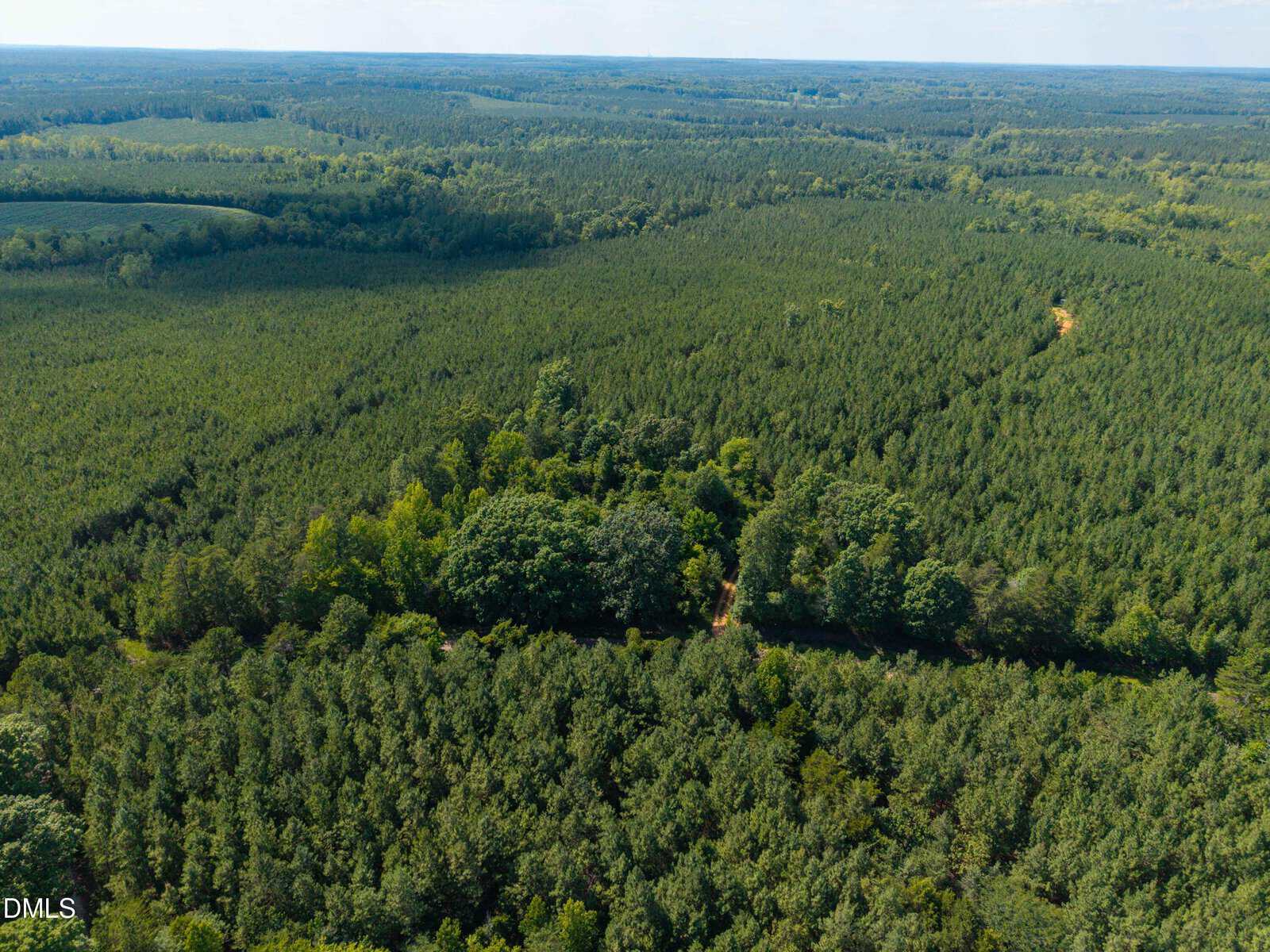 Aerial view of a dense forest with evergreen trees, a dirt path cutting through the trees, and rolling landscape extending toward the horizon under a partly cloudy sky.