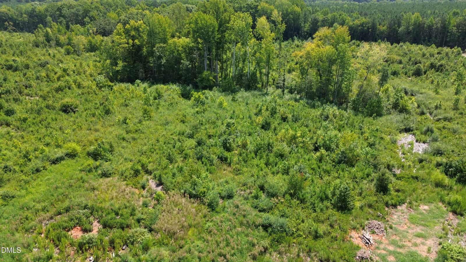 Aerial view of a lush, green forest edge with dense trees and thick underbrush, bordered by a clearing with patches of grass and scattered vegetation.