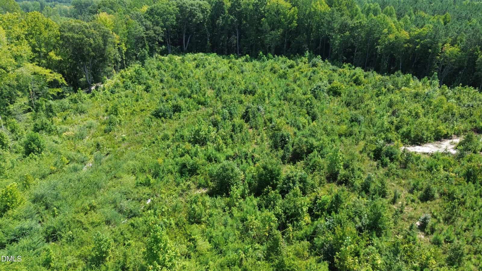 Aerial view of a dense, green, overgrown field bordered by tall trees on three sides, with a small sandy patch visible on the right.