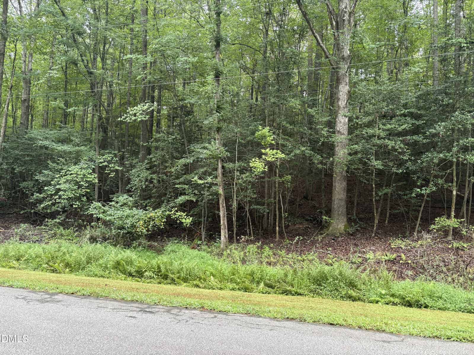 Dense green forest with tall trees and underbrush lines the edge of a paved road. A strip of grass and ferns separates the road from the woods. The sky is not visible, and the scene looks peaceful and natural.