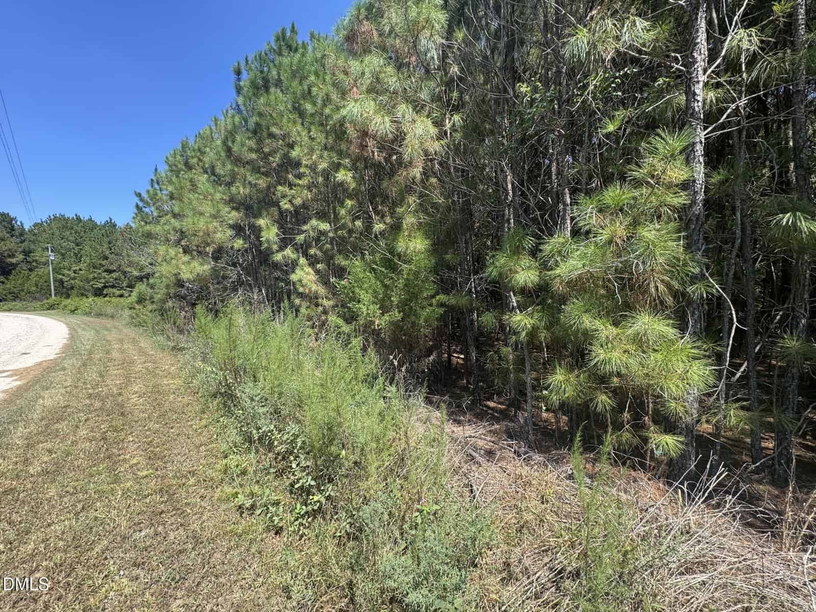 A dirt road runs alongside a dense forest of pine trees under a clear blue sky, with grass and shrubs growing at the edge of the woods.