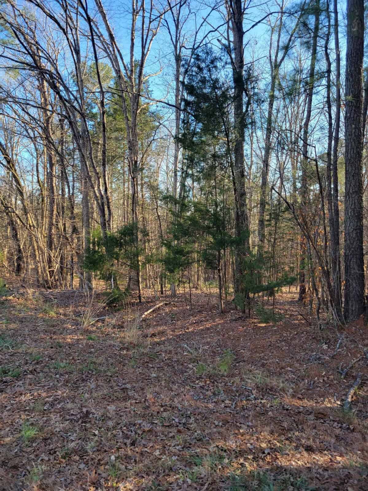 A wooded area with a mix of deciduous and evergreen trees on Evans Road, Henderson NC, and a carpet of fallen leaves on the ground, illuminated by sunlight.