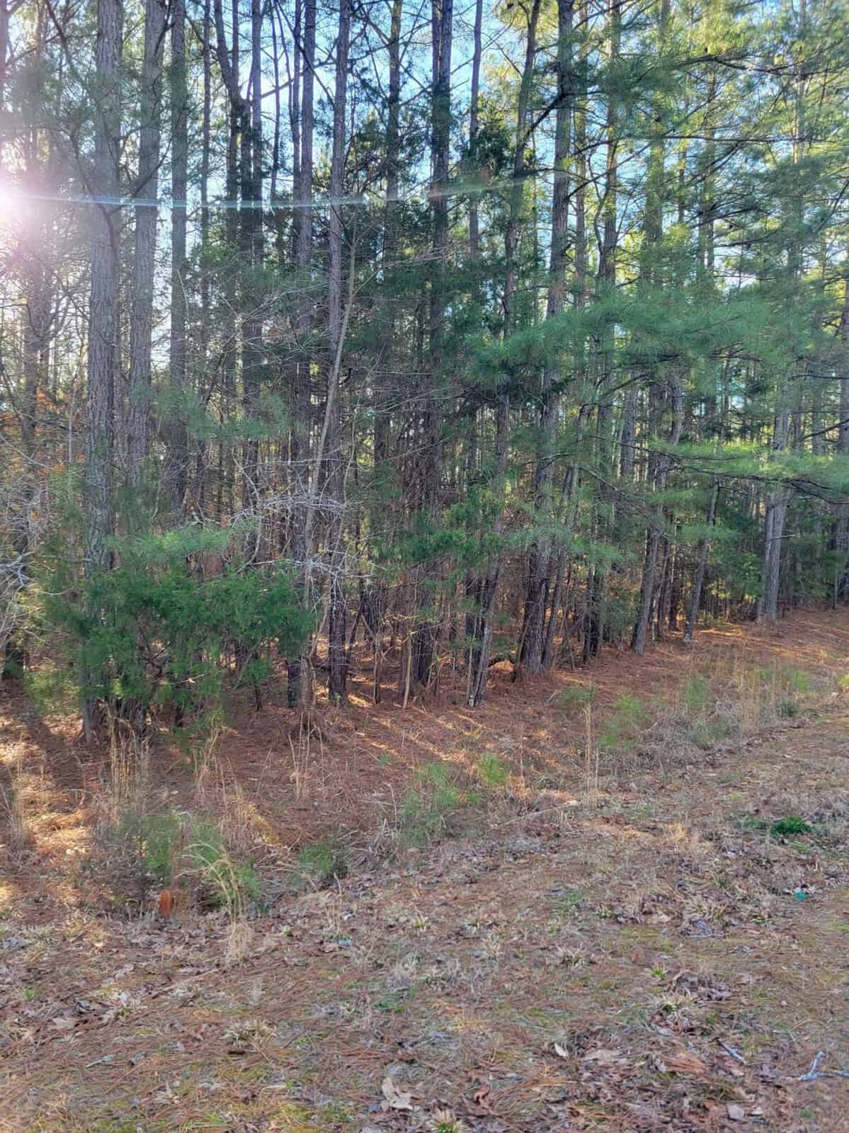 A forested area with tall pine trees and a ground covered in dry, brown foliage, illuminated by sunlight peeking through the canopy.