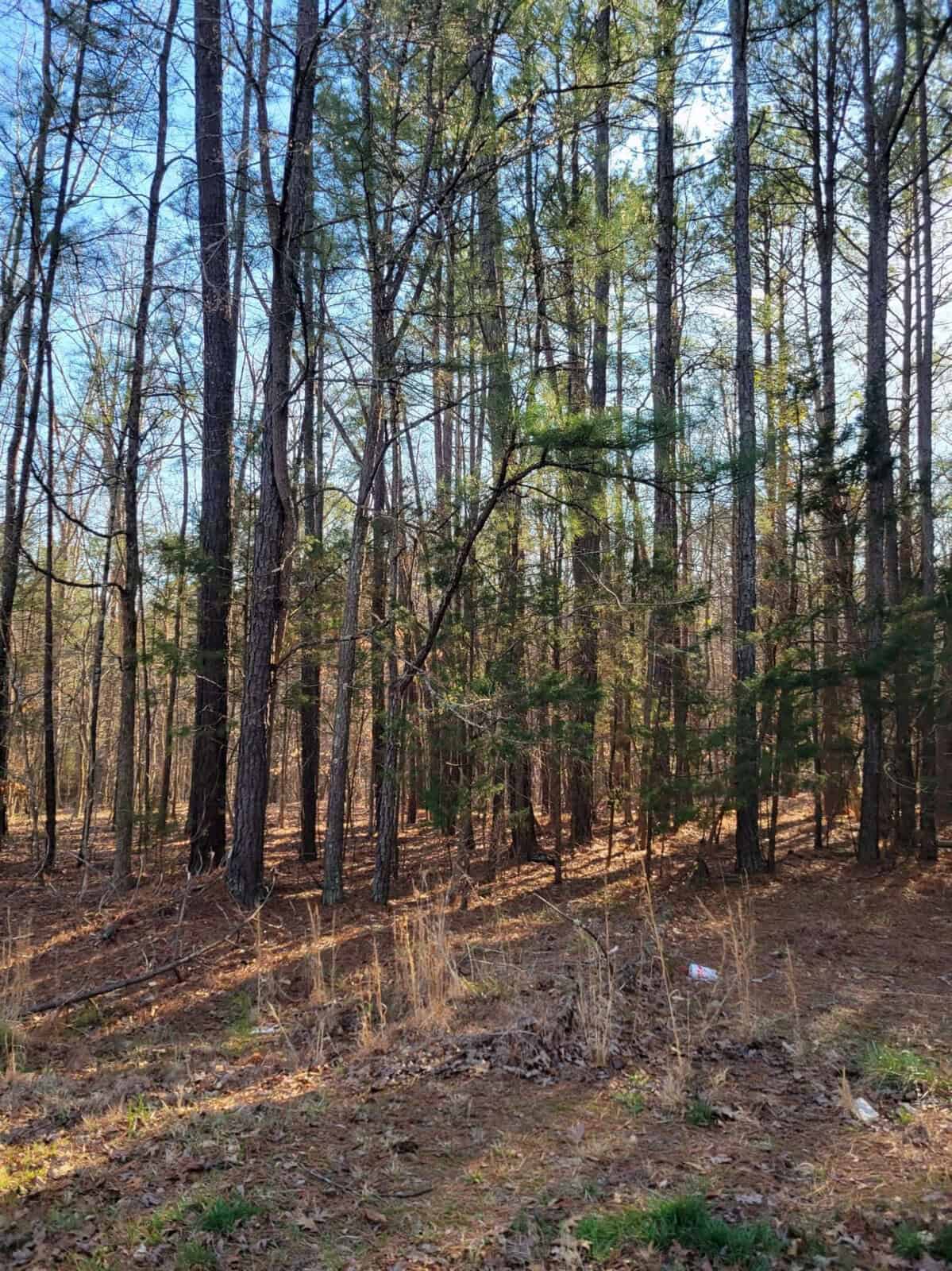 A dense forest with tall pine trees and a floor covered with fallen leaves and underbrush.