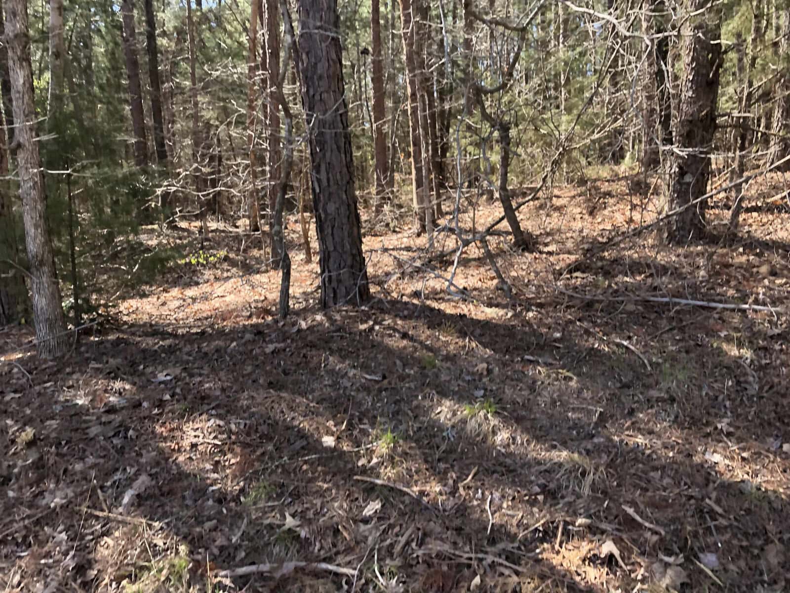 A wooded area with a scattering of pine trees, leaf litter, and fallen branches, illuminated by dappled sunlight.