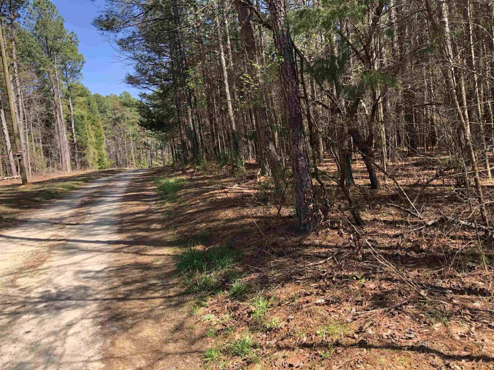 A winding dirt road bordered by tall pine trees on a sunny day.