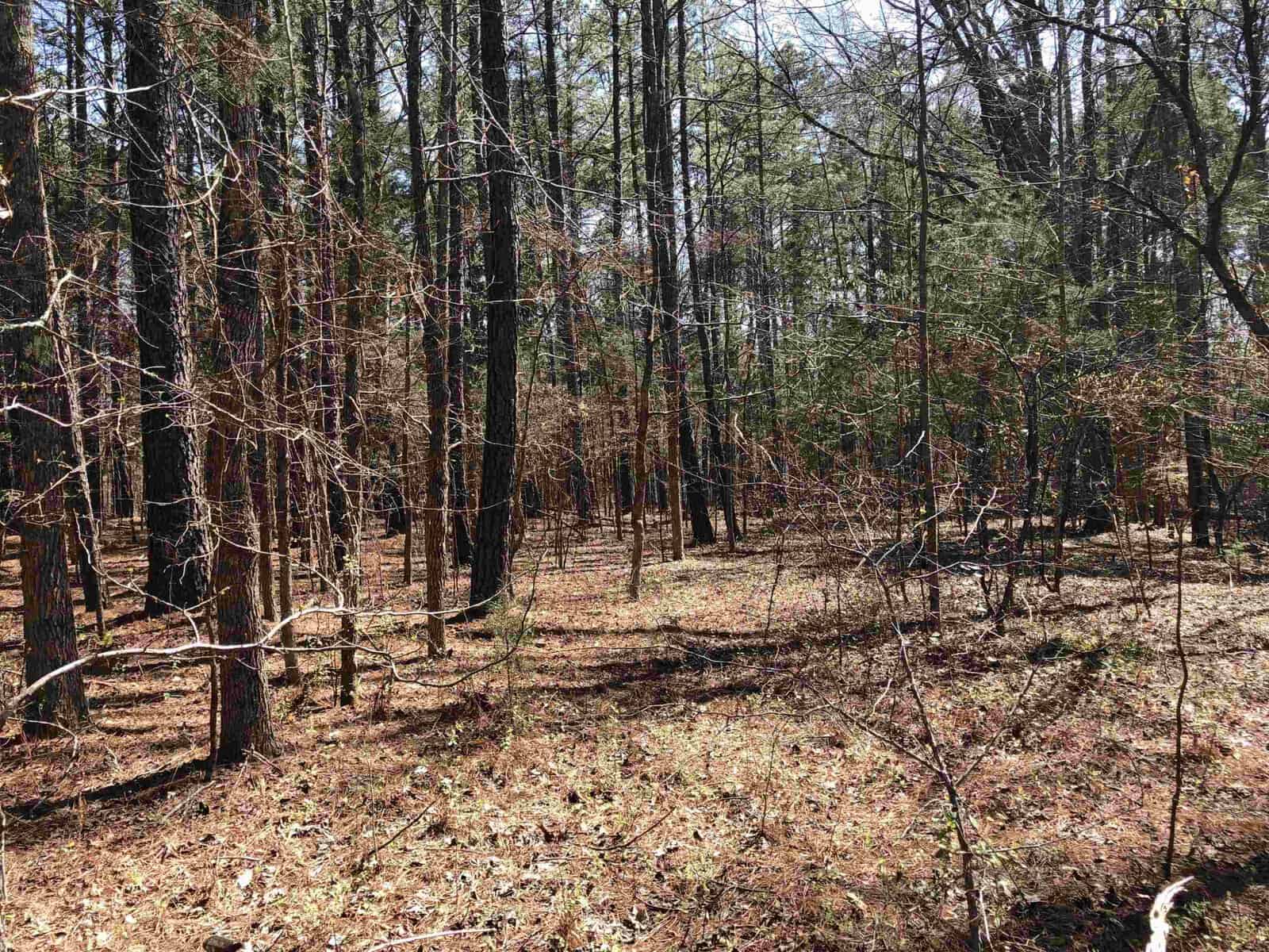 A forest with many trees.