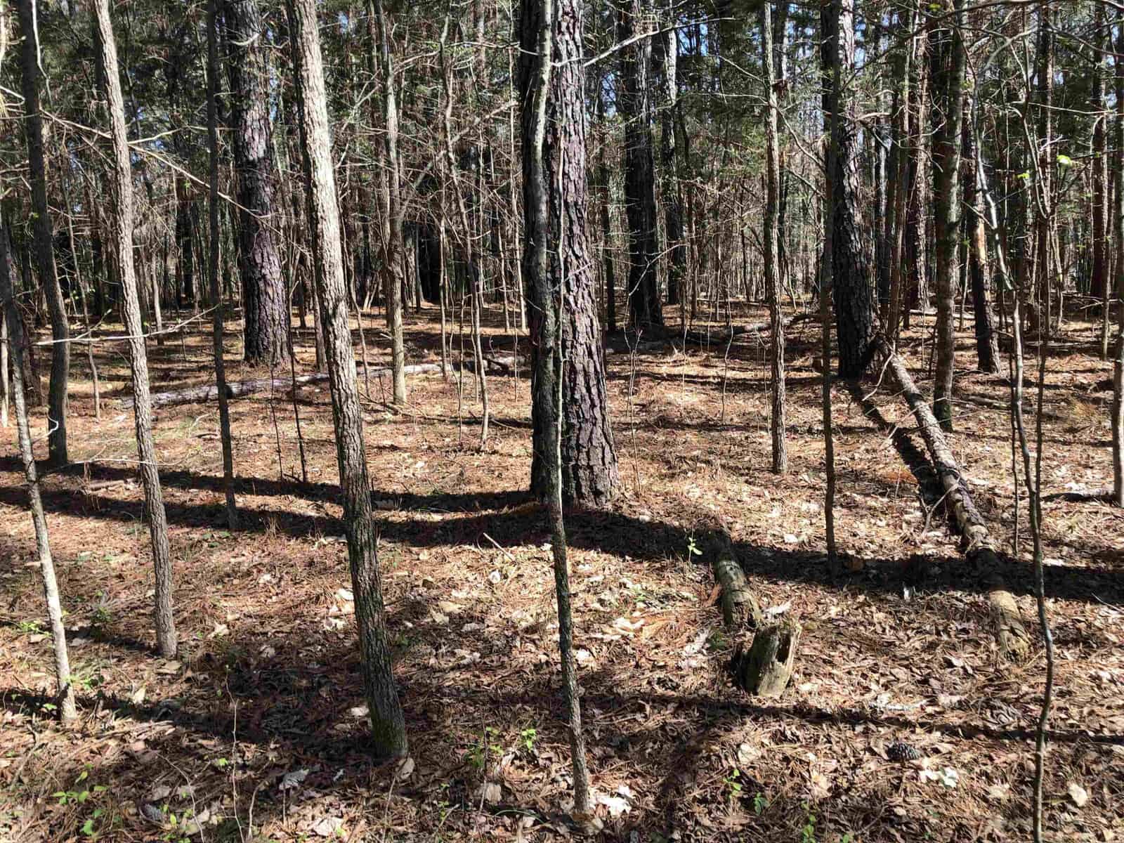 A wooded area with thin, bare trees and a carpet of dried leaves on the ground, illuminated by sunlight casting distinct shadows.