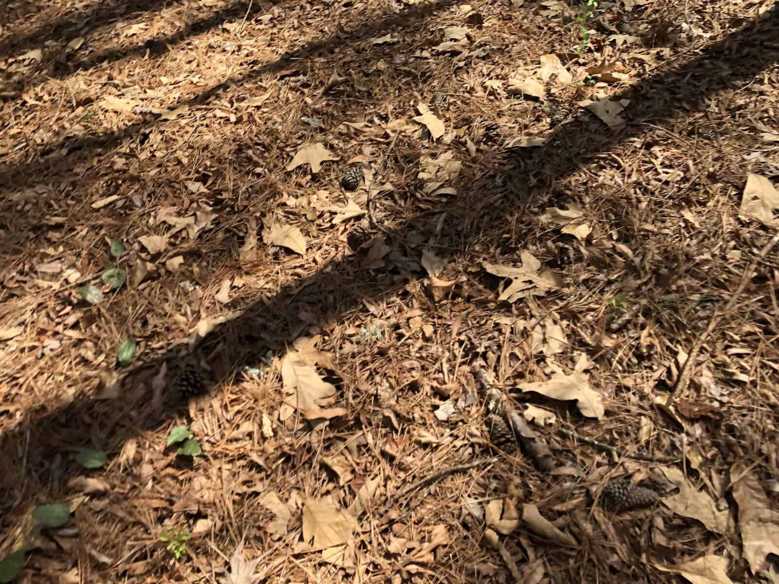 Dry leaves scattered on a forest floor with shadows cast by trees.