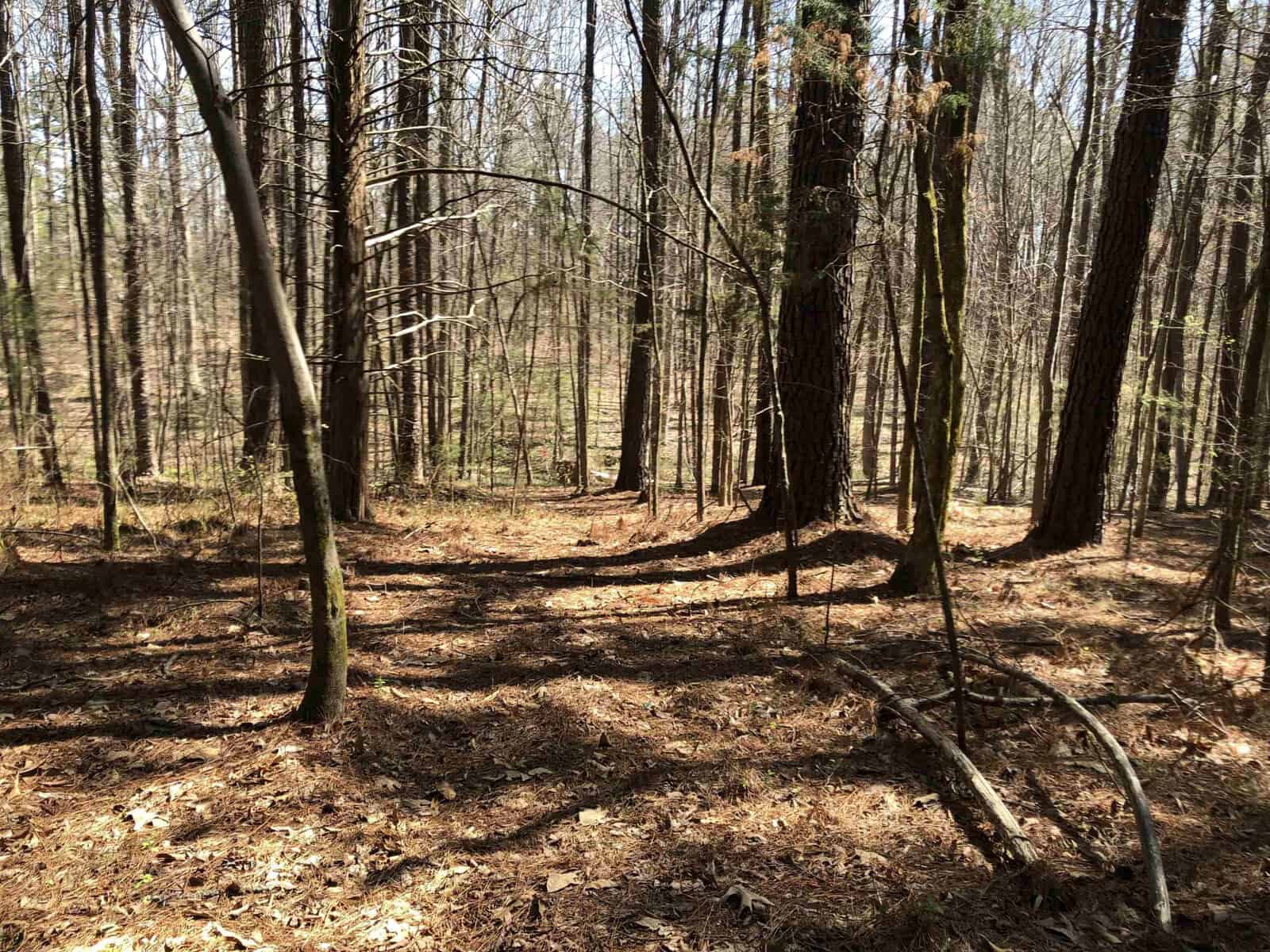 A dense forest with tall trees and a ground covered in dry leaves and fallen branches under bright sunlight.