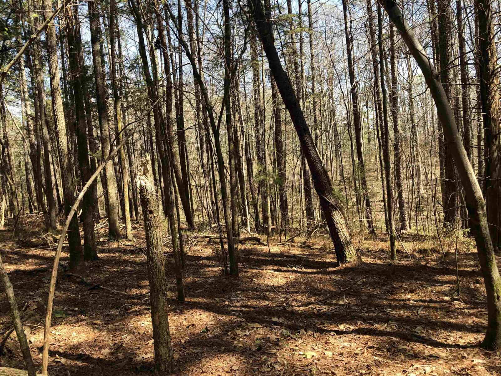 A dense forest with tall trees and a thick carpet of fallen leaves, illuminated by sunlight filtering through the branches.