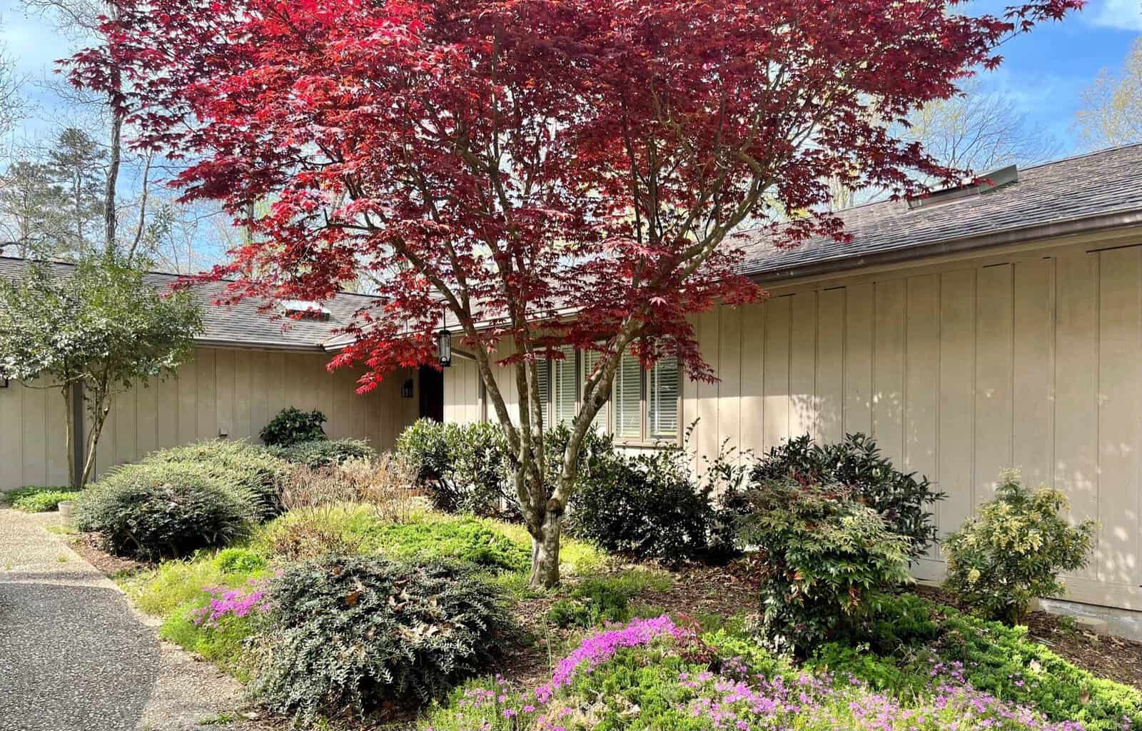 A well-maintained garden in front of a single-story house with a vibrant red maple tree and a variety of shrubs and flowering plants.