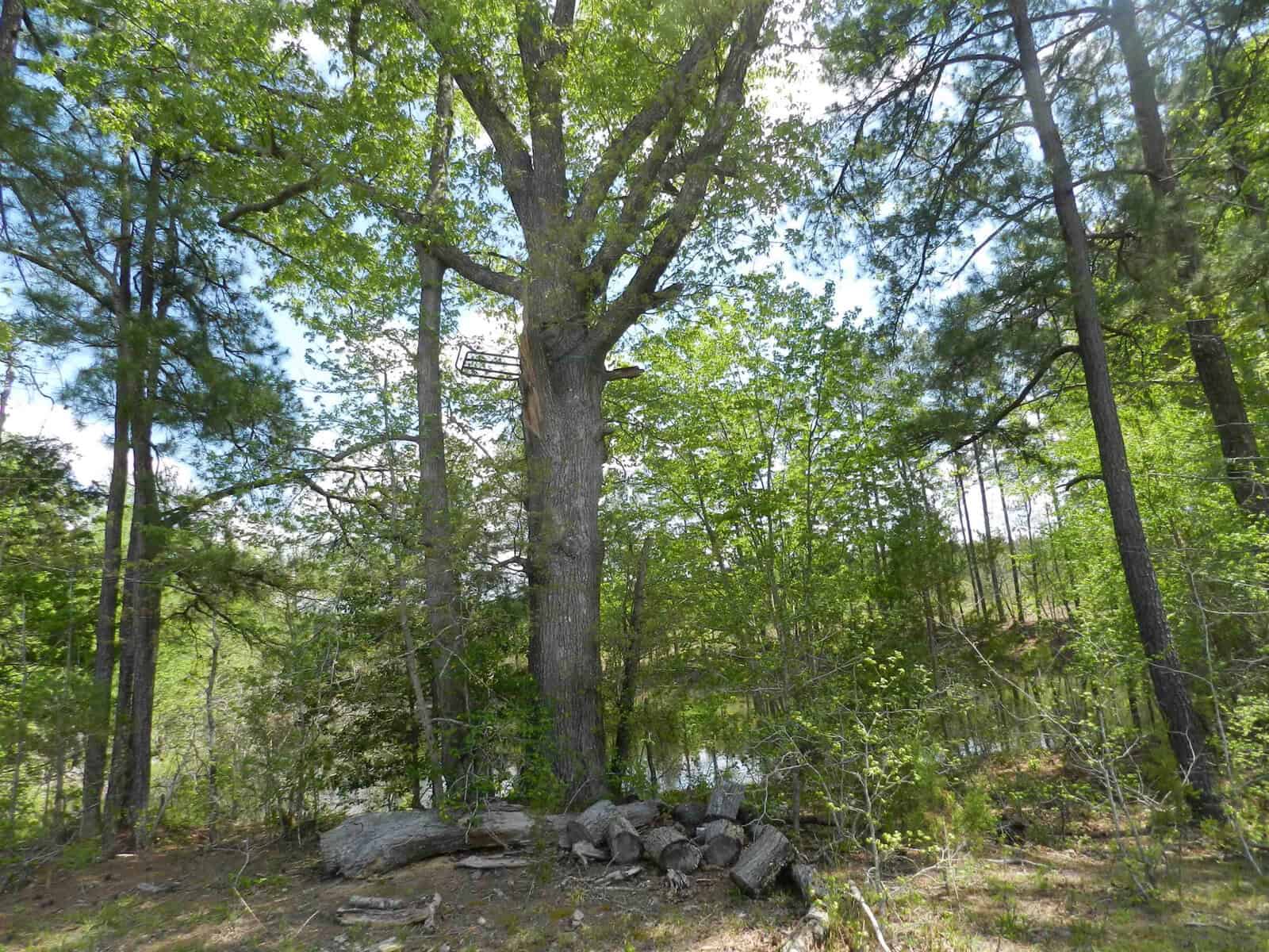 A forest clearing with a large tree at the center surrounded by smaller trees. Sunlight filters through the green foliage. At the base of the tree, there are chopped logs and branches scattered on the ground. A body of water is barely visible in the background.
