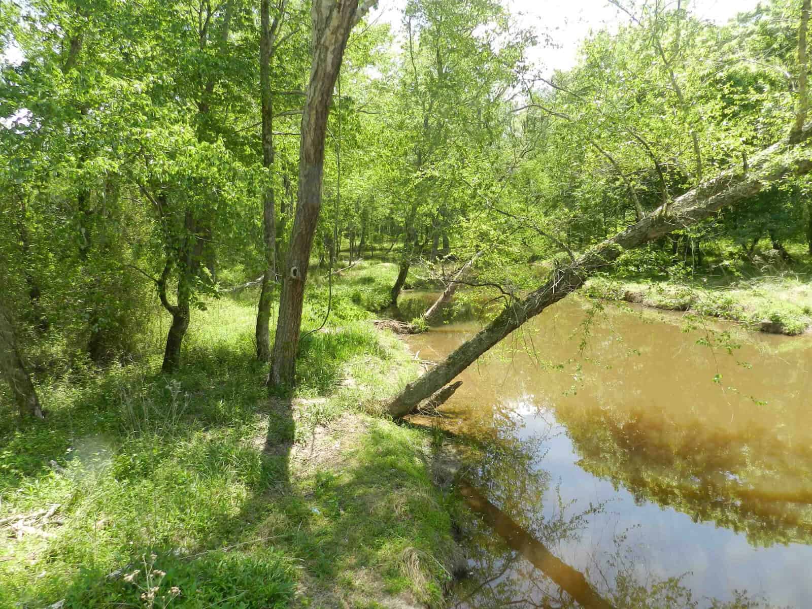 A serene forest scene by a creek with a leaning tree. The creek is calm, reflecting the greenery of surrounding trees. Grassy patches and underbrush cover the forest floor, creating a lush, peaceful environment under a clear sky.
