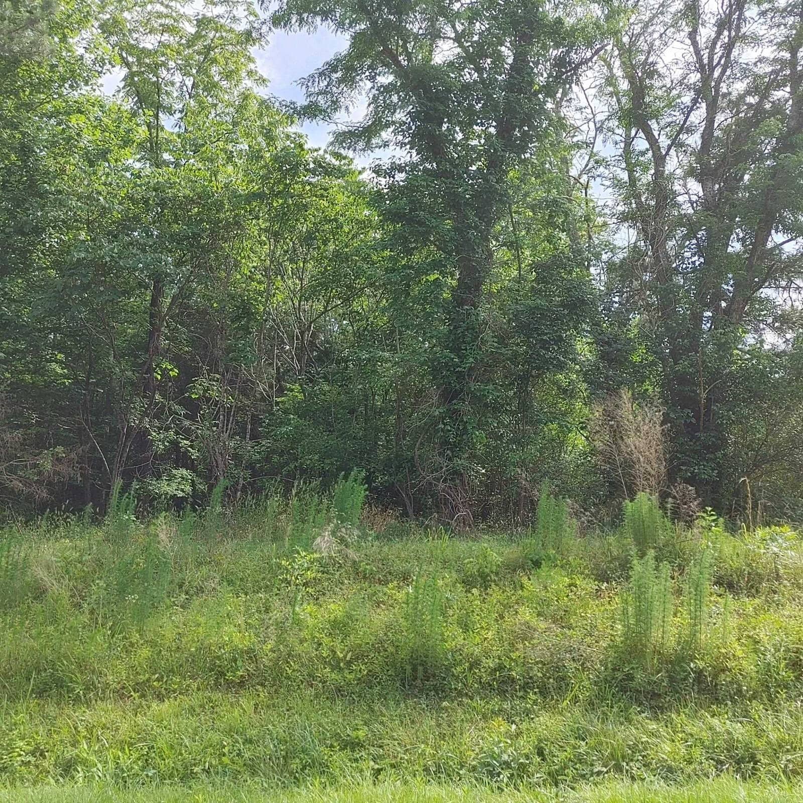 A lush green woodland edge with overgrown grass and a variety of trees on a clear day.