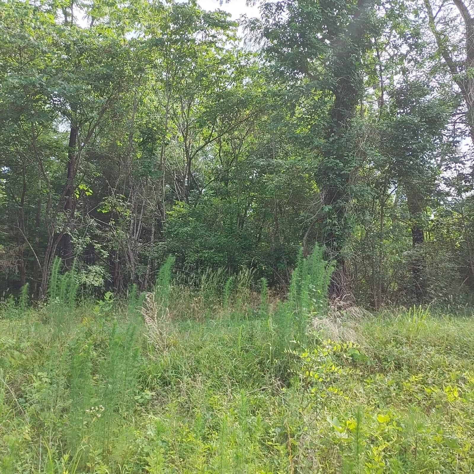 A natural woodland scene with dense green foliage and a variety of trees, undergrowth, and tall grasses.