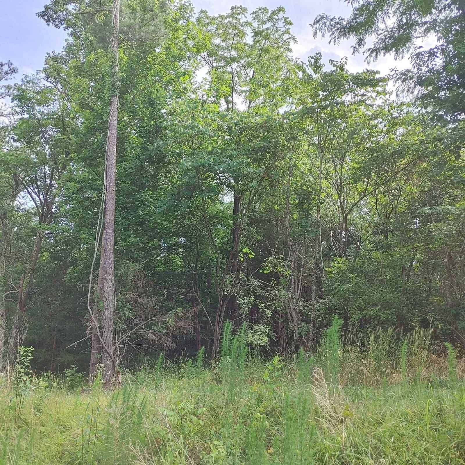 A tranquil woodland landscape featuring a tall, slender tree in the foreground with dense green foliage in the background under an overcast sky.