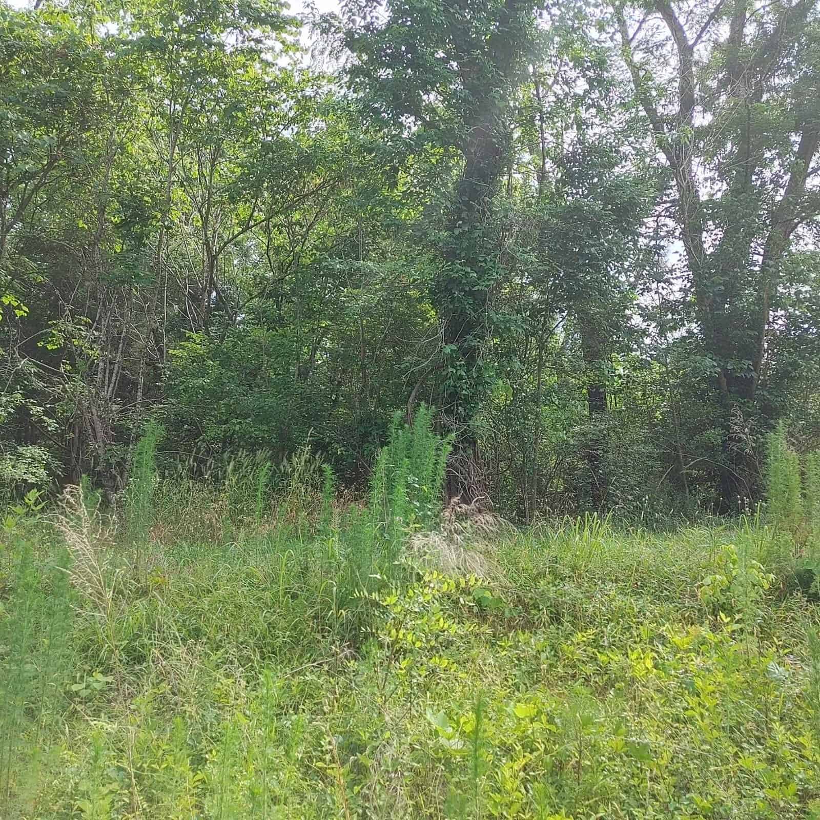 A dense, green forest with a variety of trees and underbrush, highlighting a wild and overgrown natural landscape.