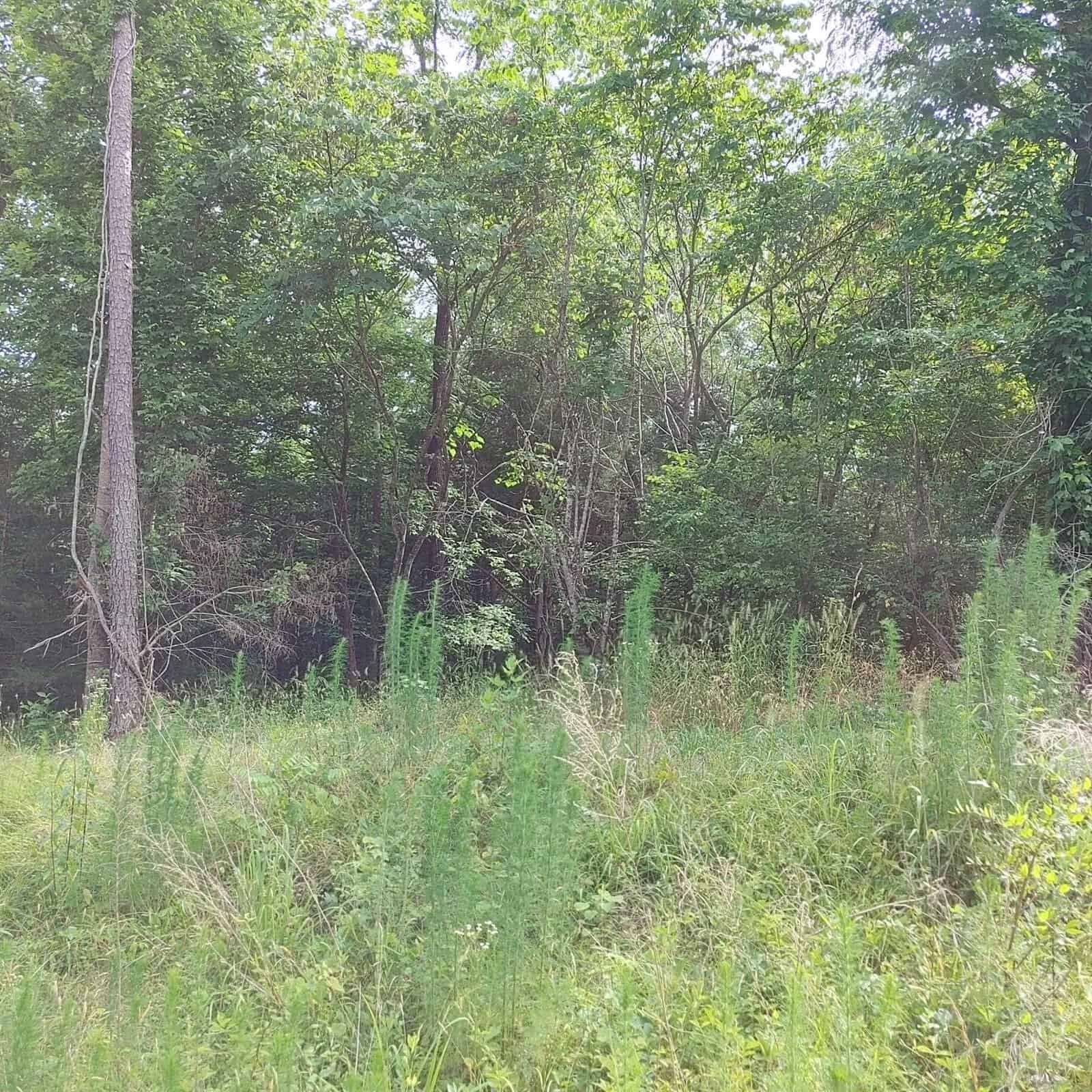 A dense, overgrown green woodland area with various species of trees and underbrush in daylight.