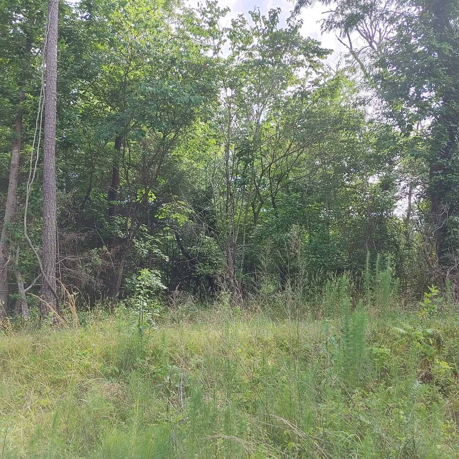 A view of a dense thicket with an overgrowth of grass and trees, indicating a natural, untamed landscape.