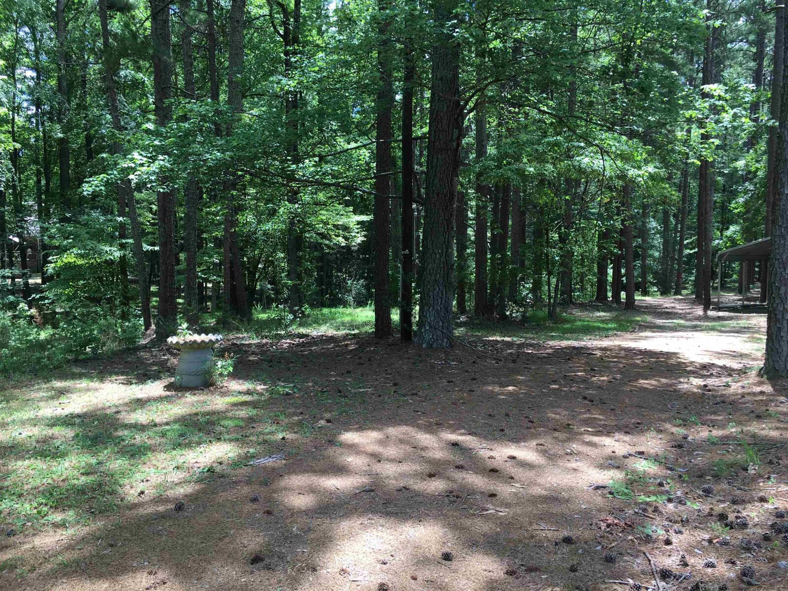 A serene woodland scene with tall green trees casting shadows on a sunlit clearing. a concrete structure, possibly a bench or fixture, is visible on the left, with a path leading off into the distance.