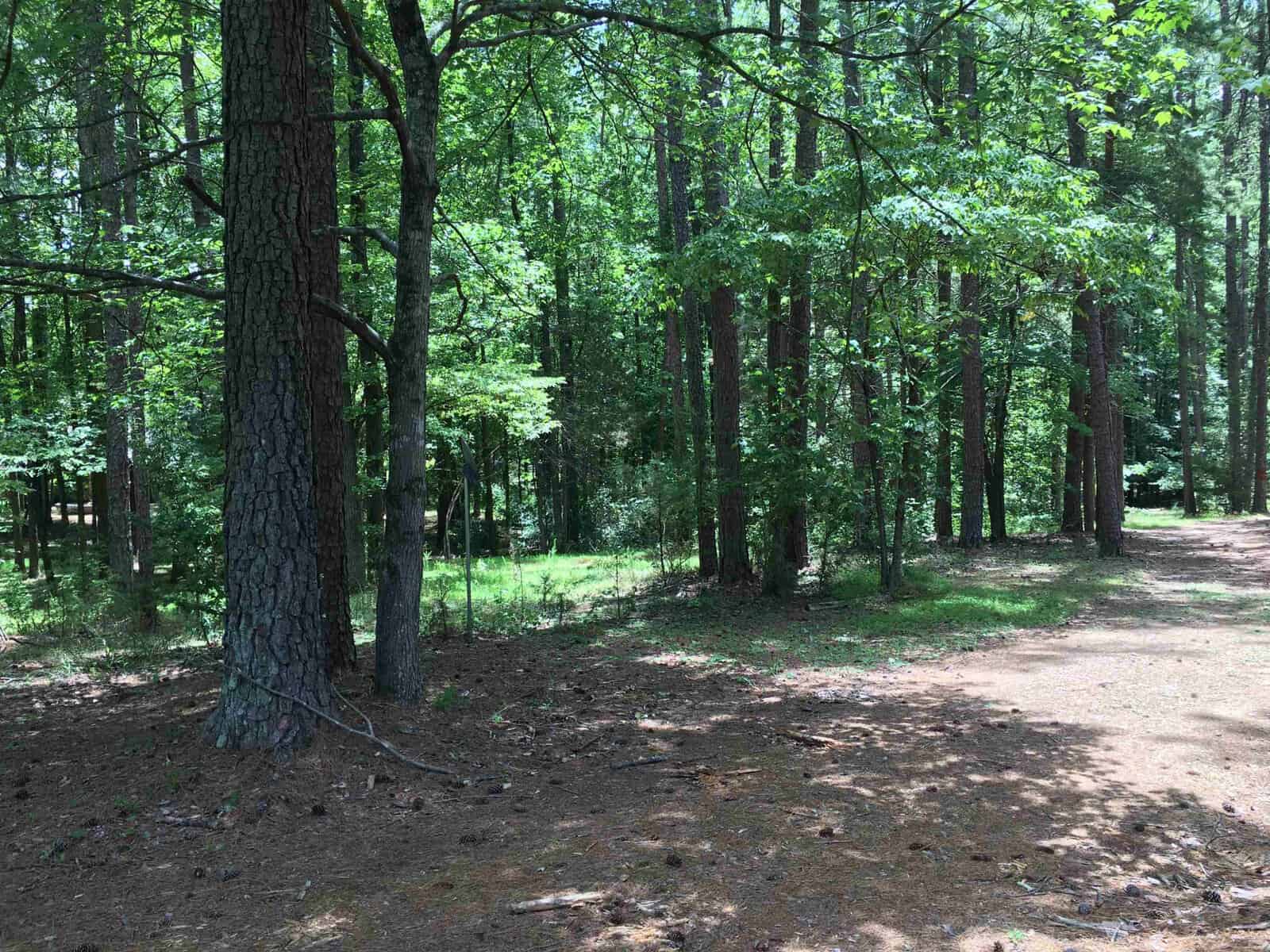 A dirt path meanders through a dense forest with tall, thin trees under a clear sky.