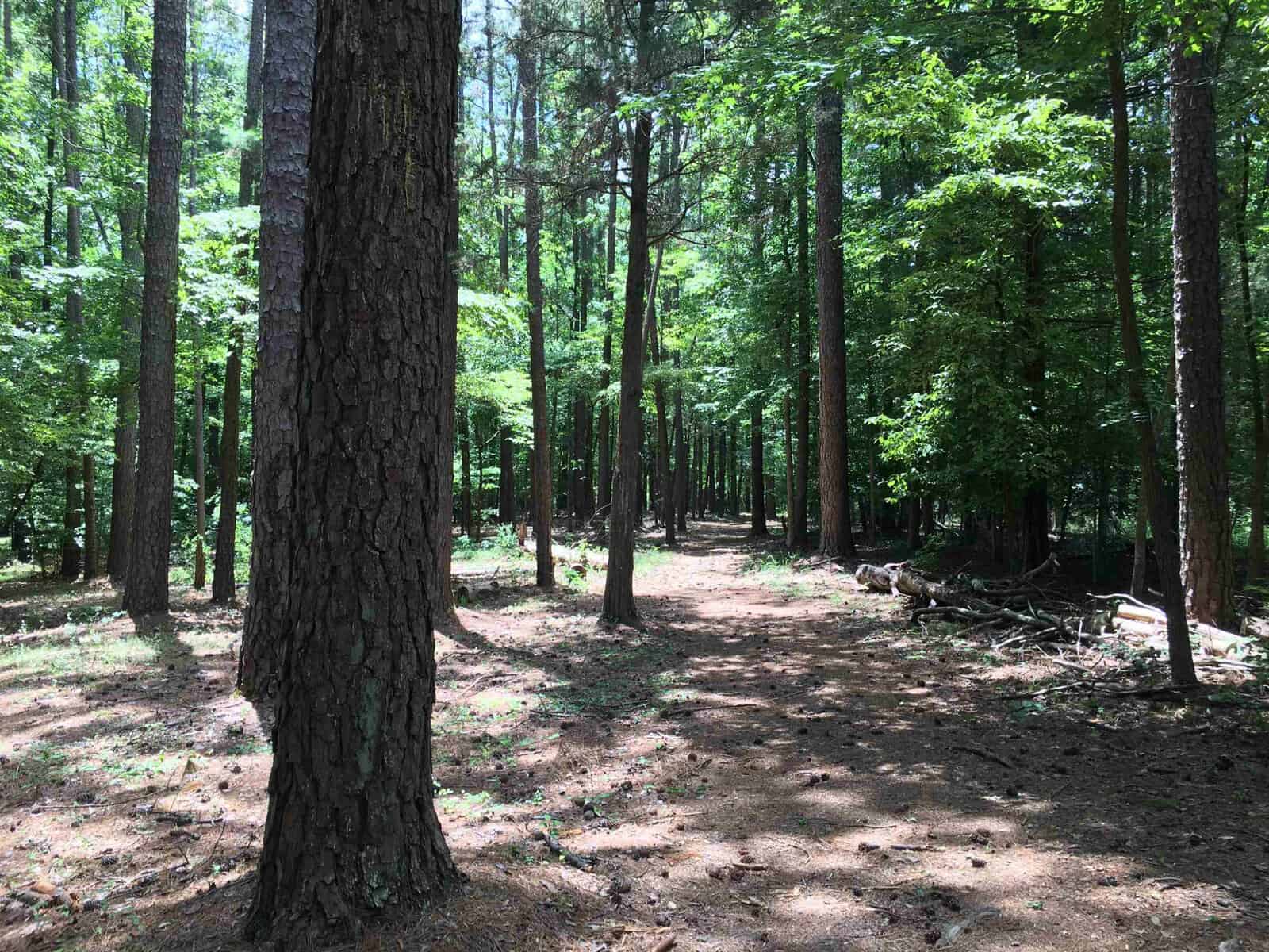 A serene woodland scene with tall trees and a clearing covered with leaf litter and patches of sunlight.