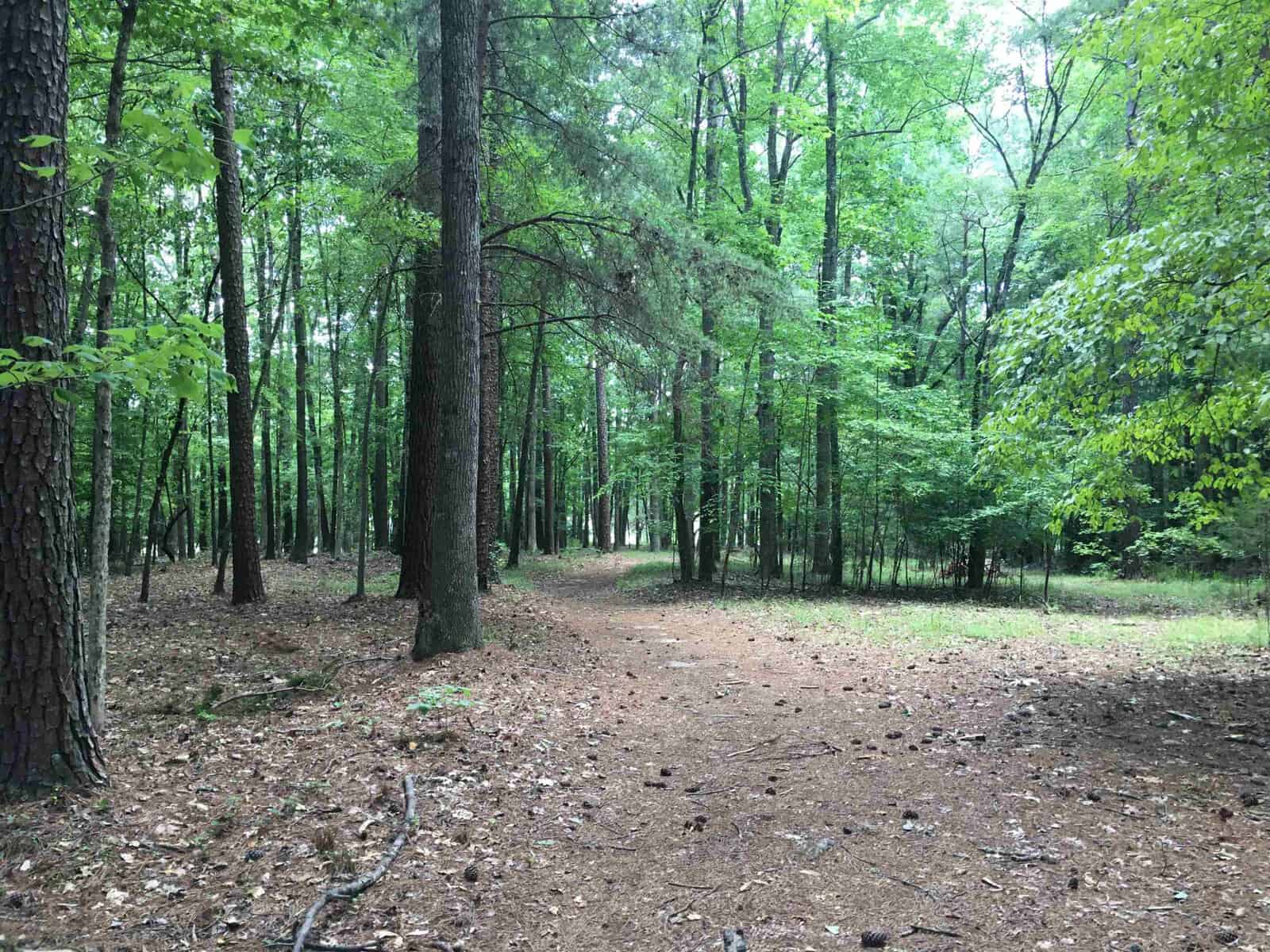 A tranquil forest trail winding through a densely wooded area with a variety of trees and a ground covered in natural debris.