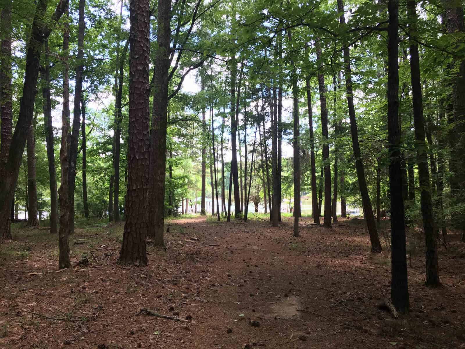 A serene forest landscape with a clear dirt path leading through tall trees and a glimpse of a water body visible in the distance.