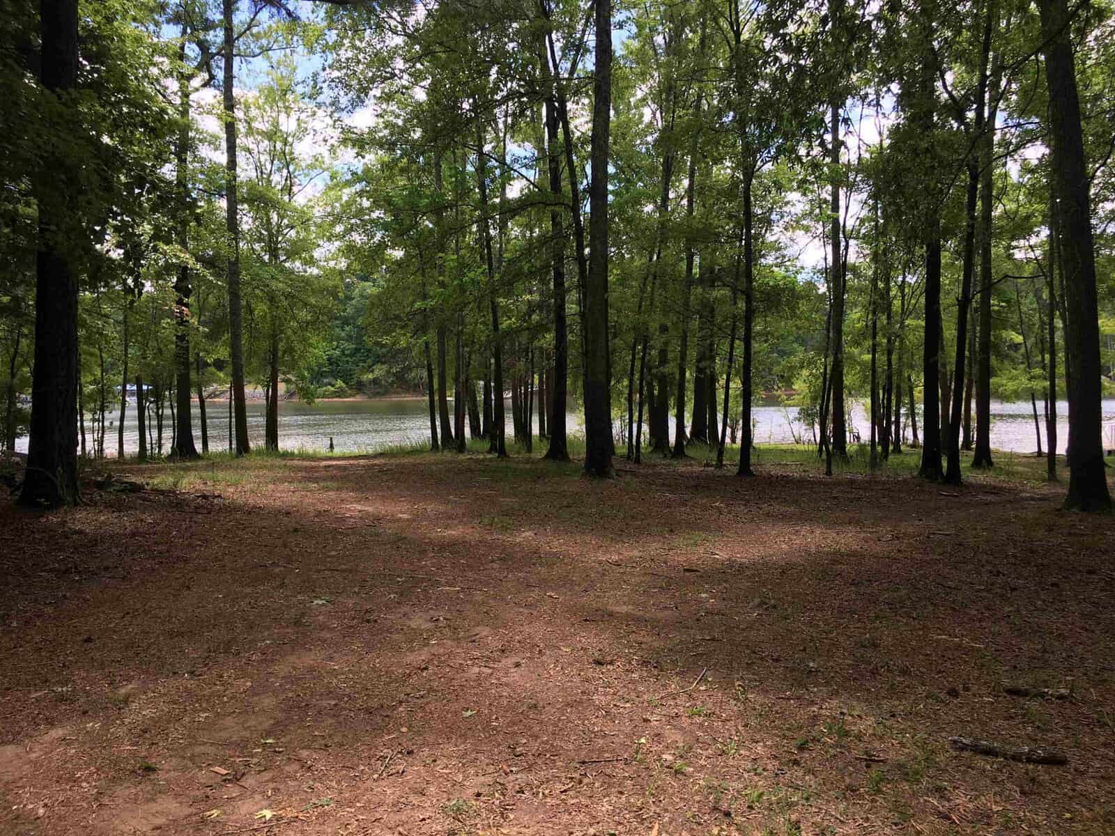 A tranquil forest scene with a clear dirt pathway leading towards a calm lake, surrounded by an array of tall, slender trees under a bright blue sky.