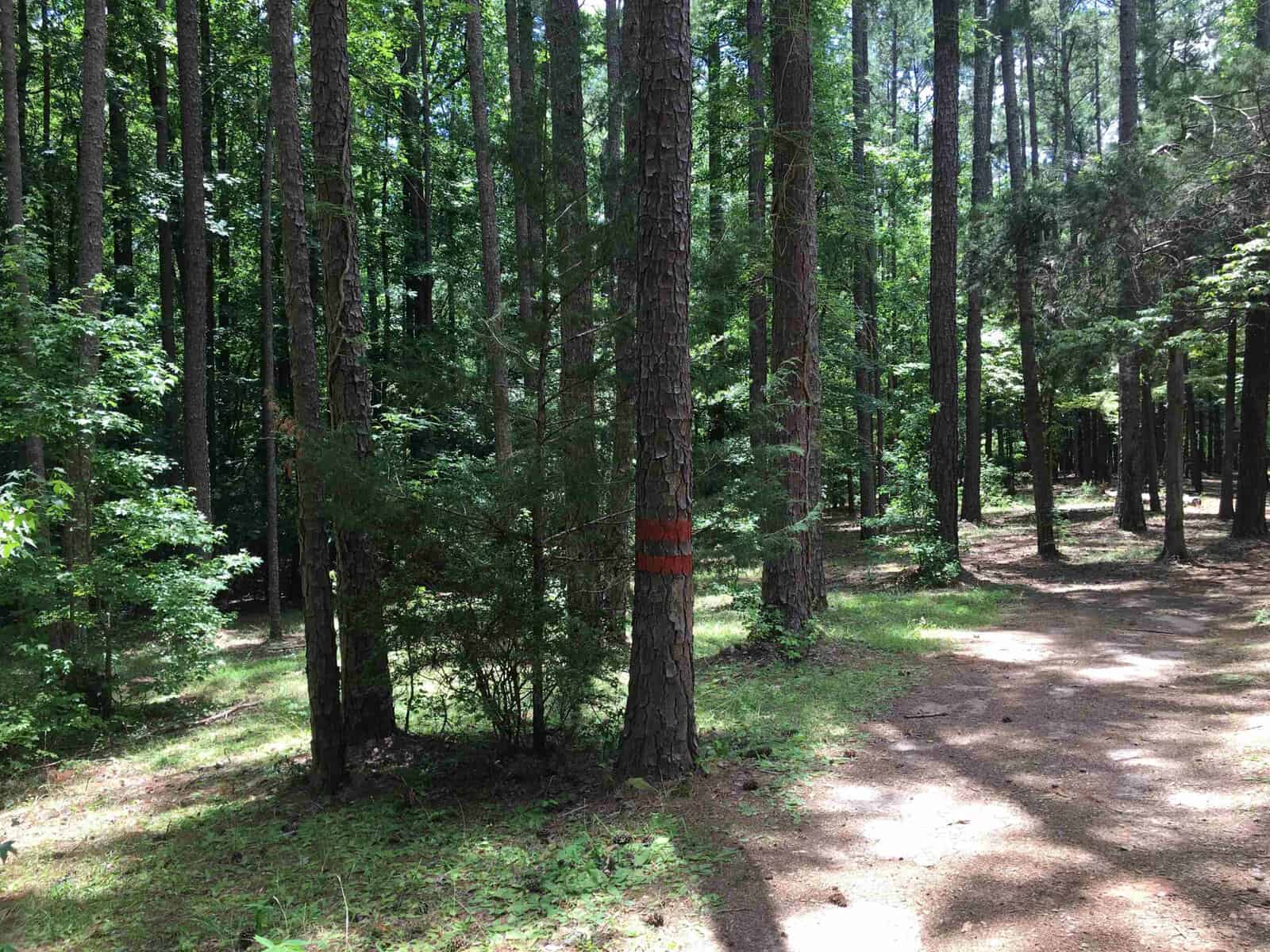 A forest trail with a tree marked by red paint, indicating a trail or boundary.