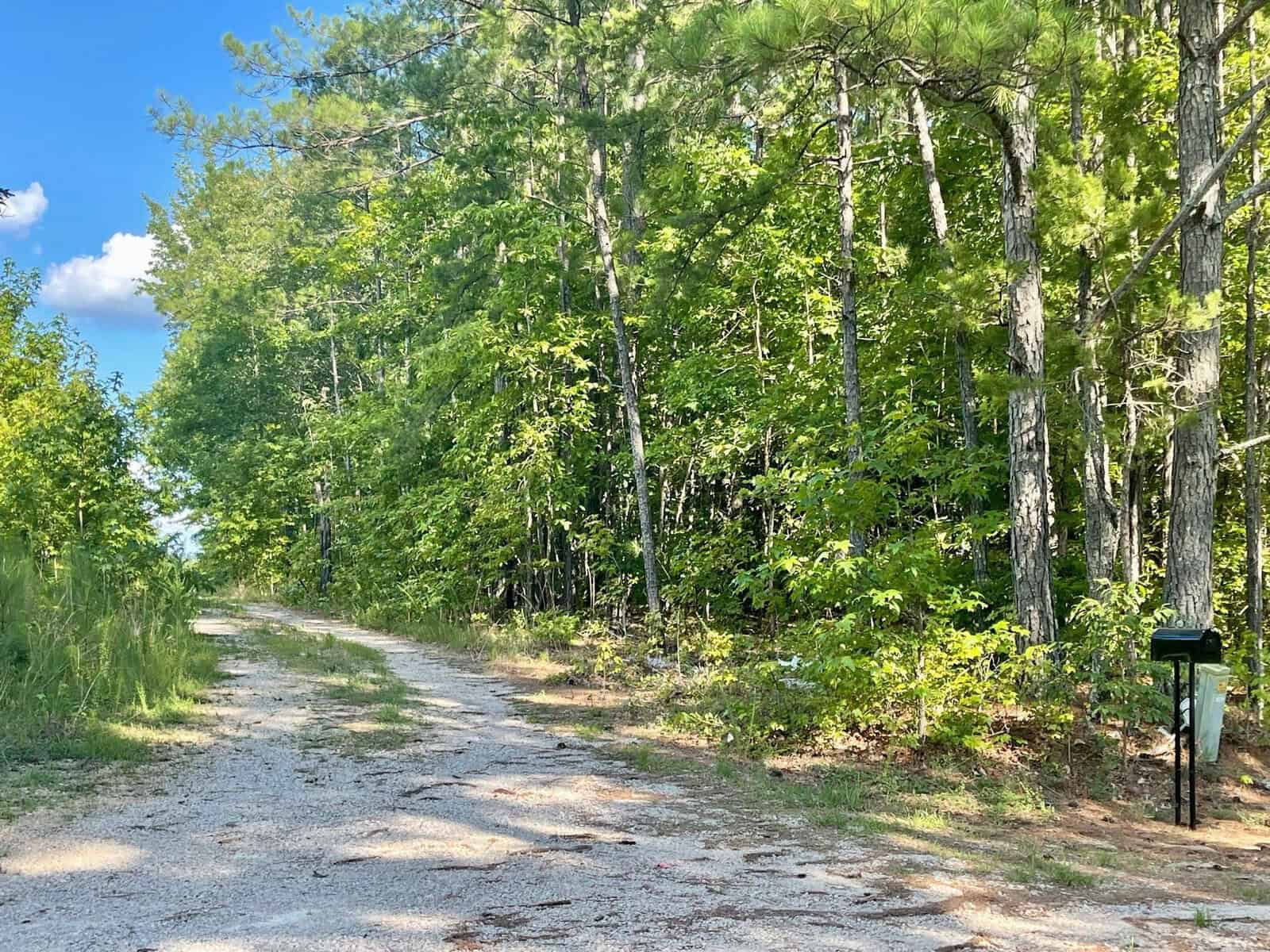 A rural dirt road flanked by dense green trees with a solitary mailbox on the side under a clear blue sky.