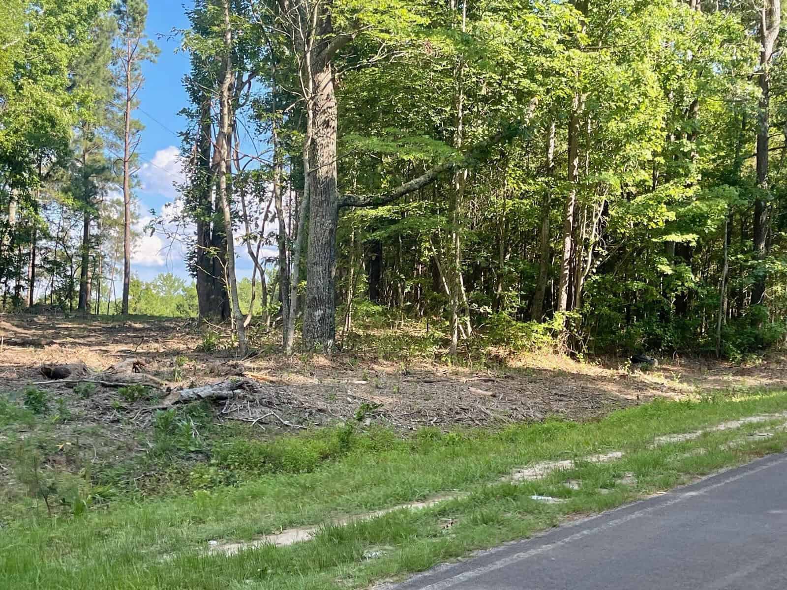 A roadside view of a wooded area with a mix of green trees and underbrush on a clear day.