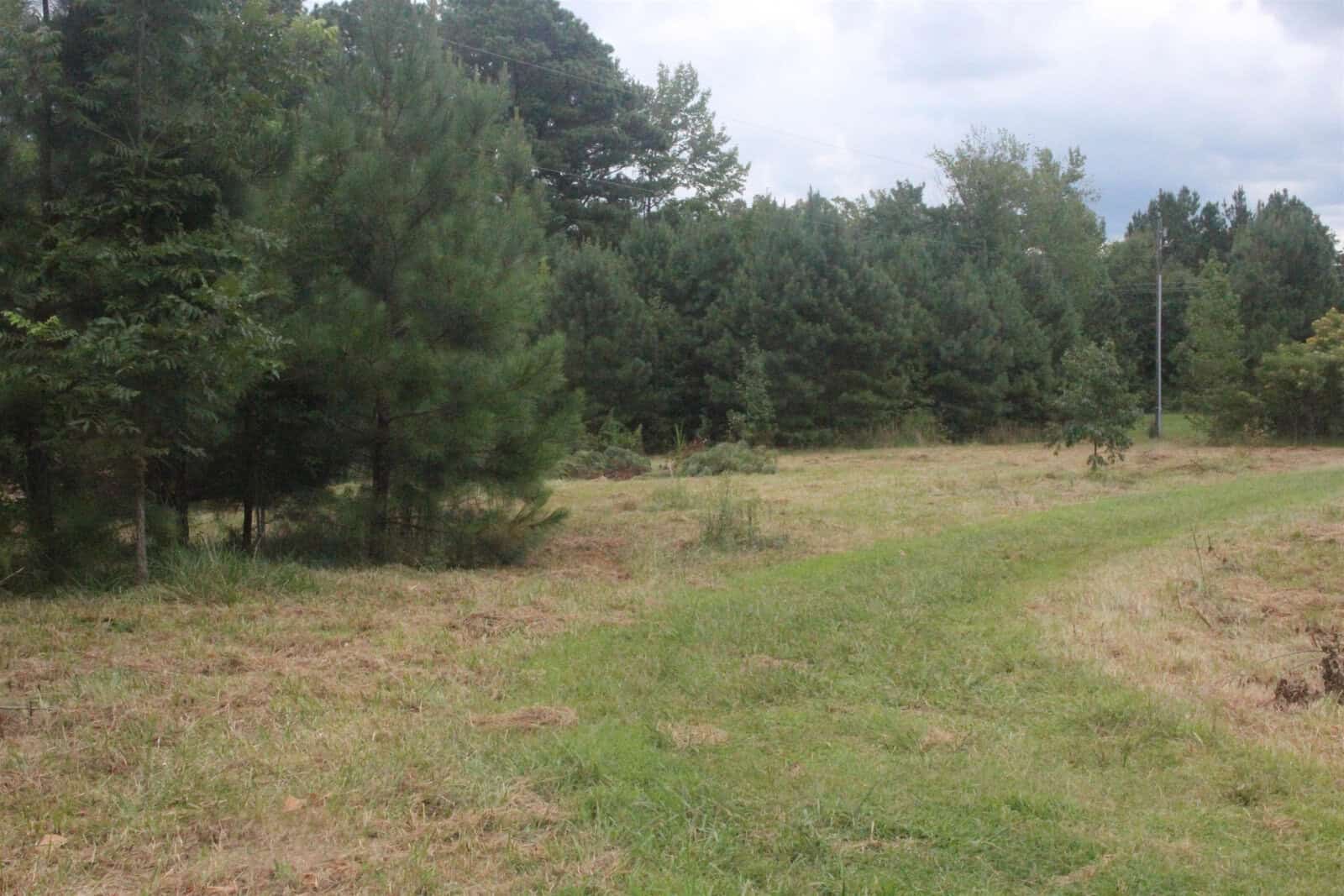 A grassy clearing surrounded by pine trees under an overcast sky.